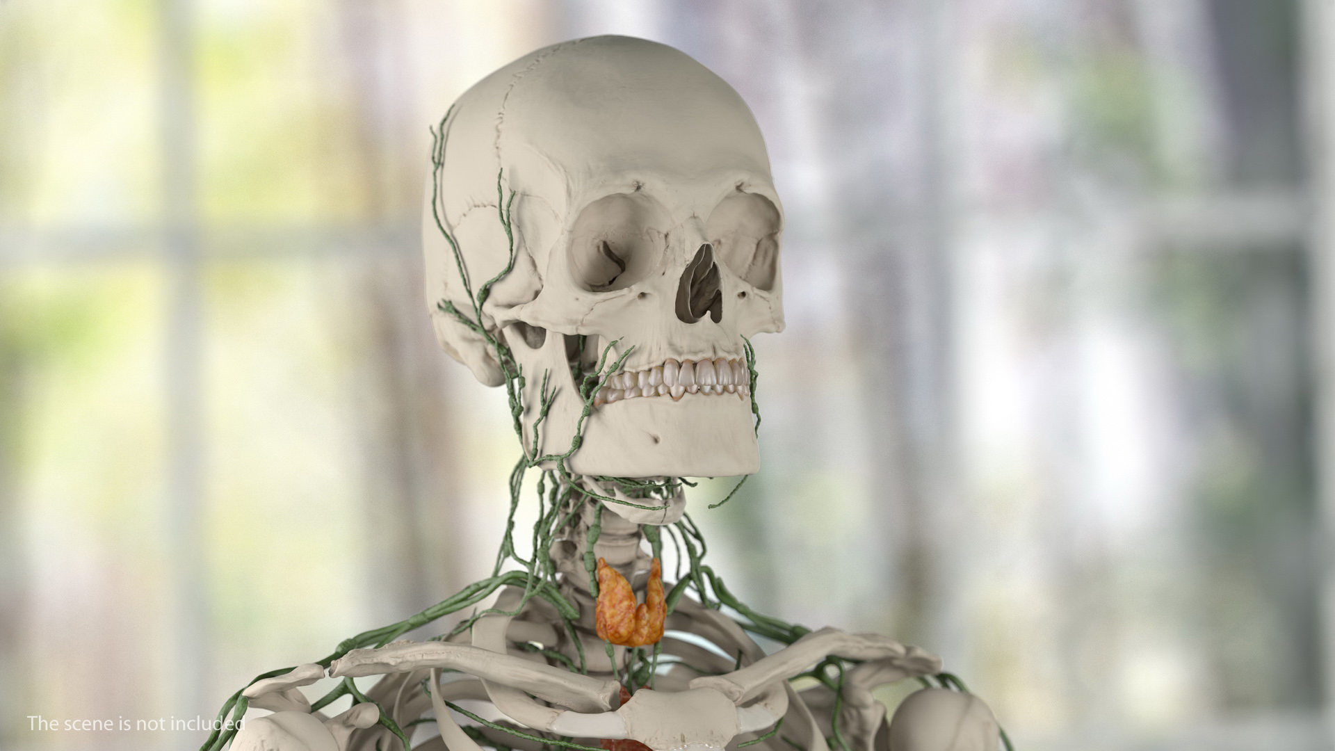 Male Skeleton and Lymphatic System 3D model