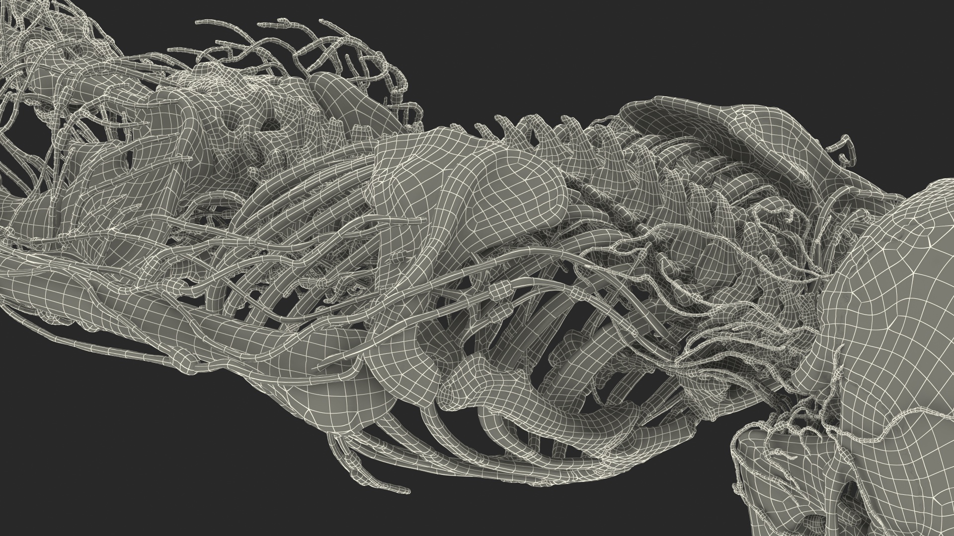 Male Skeleton and Lymphatic System 3D model