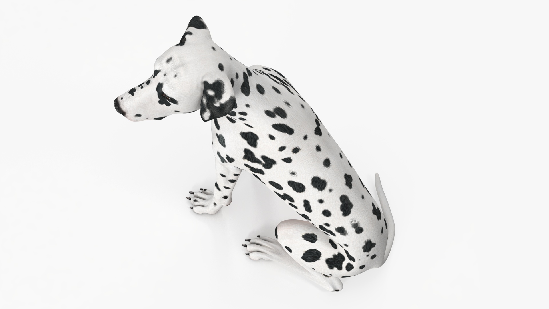 Spotted Sitting Dalmatian Dog 3D model