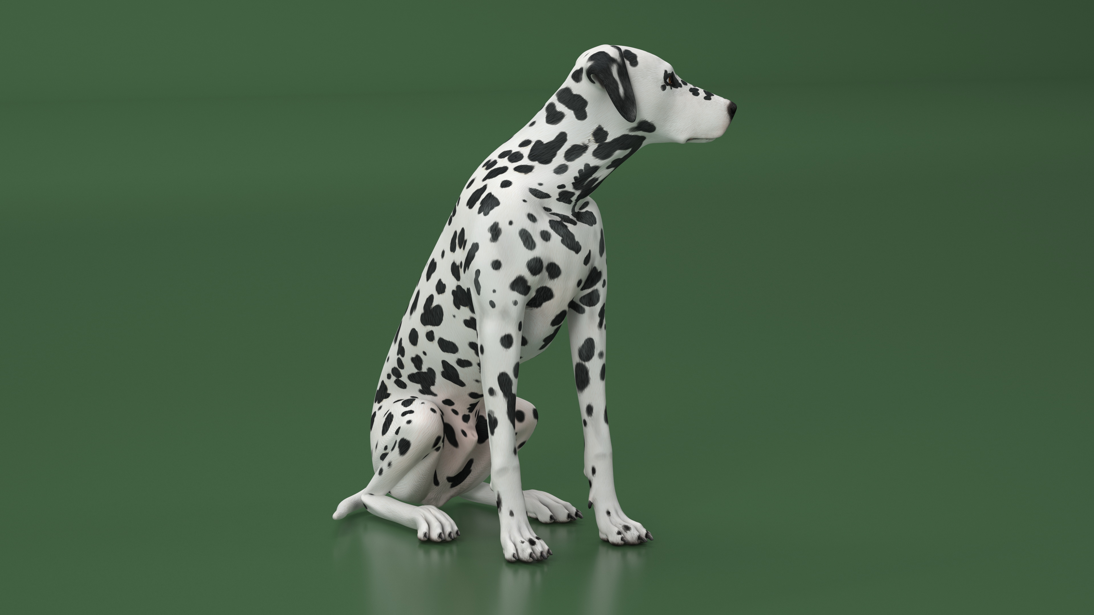 Spotted Sitting Dalmatian Dog 3D model