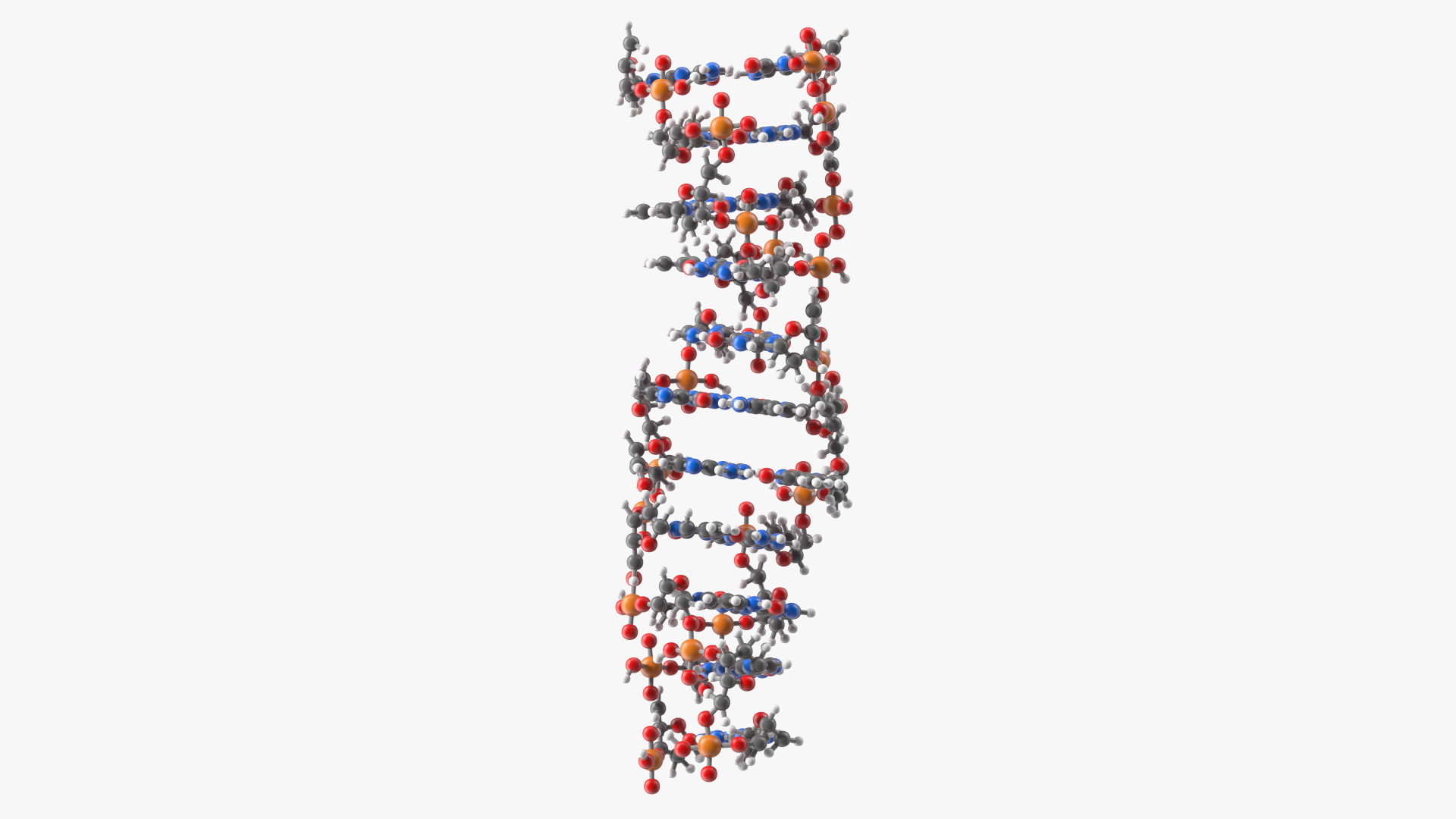 3D Z Form Deoxyribonucleic Acid Structure model