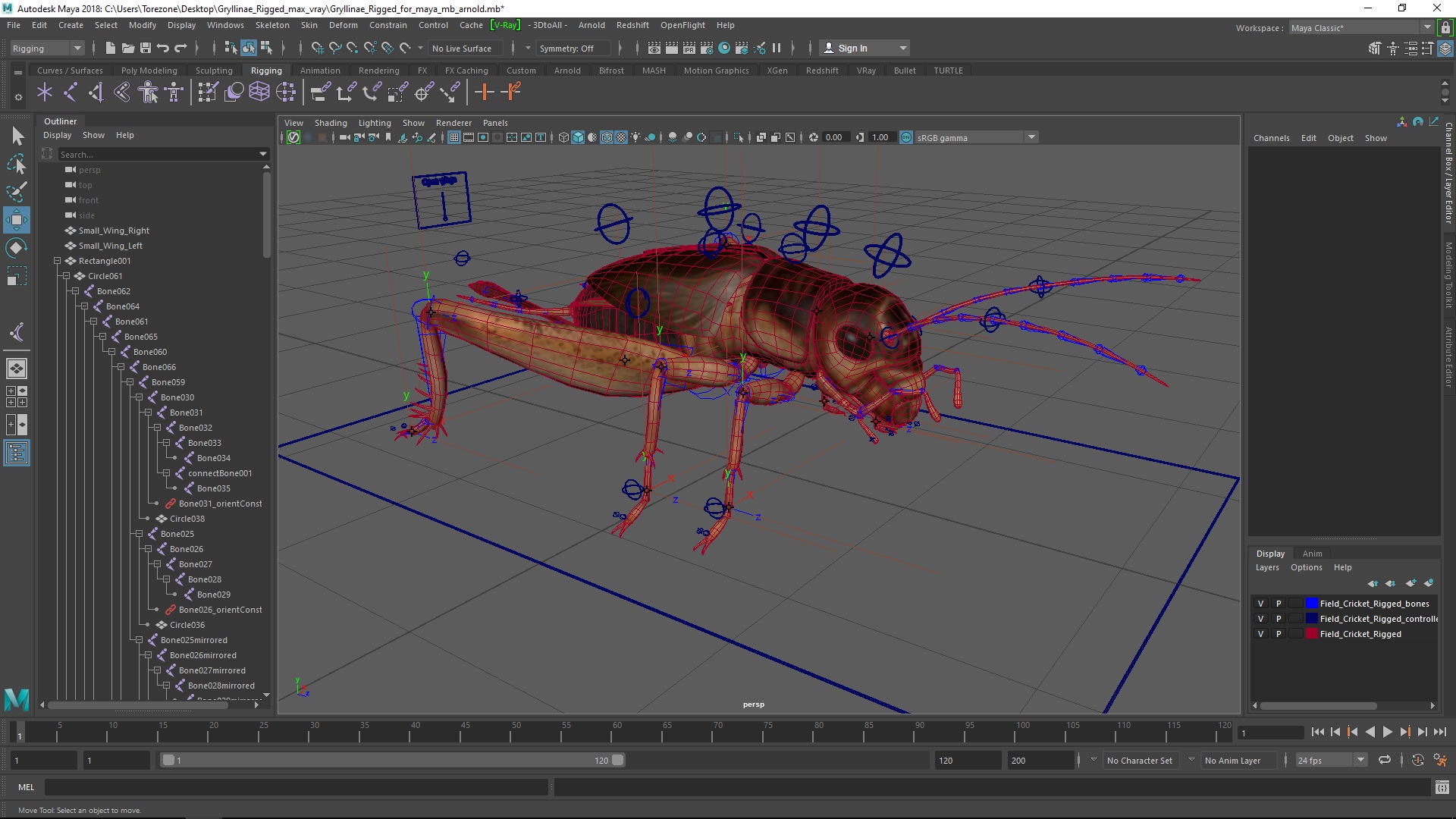 3D model Gryllinae Rigged for Maya