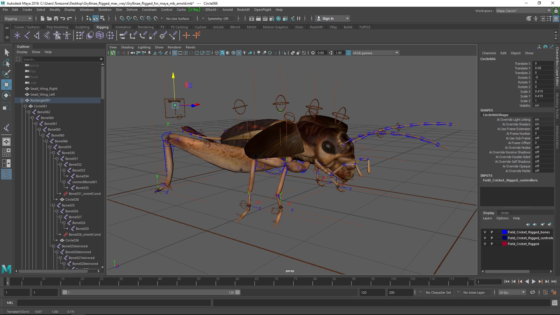 3D model Gryllinae Rigged for Maya
