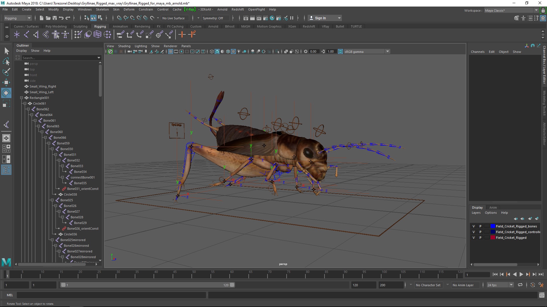 3D model Gryllinae Rigged for Maya