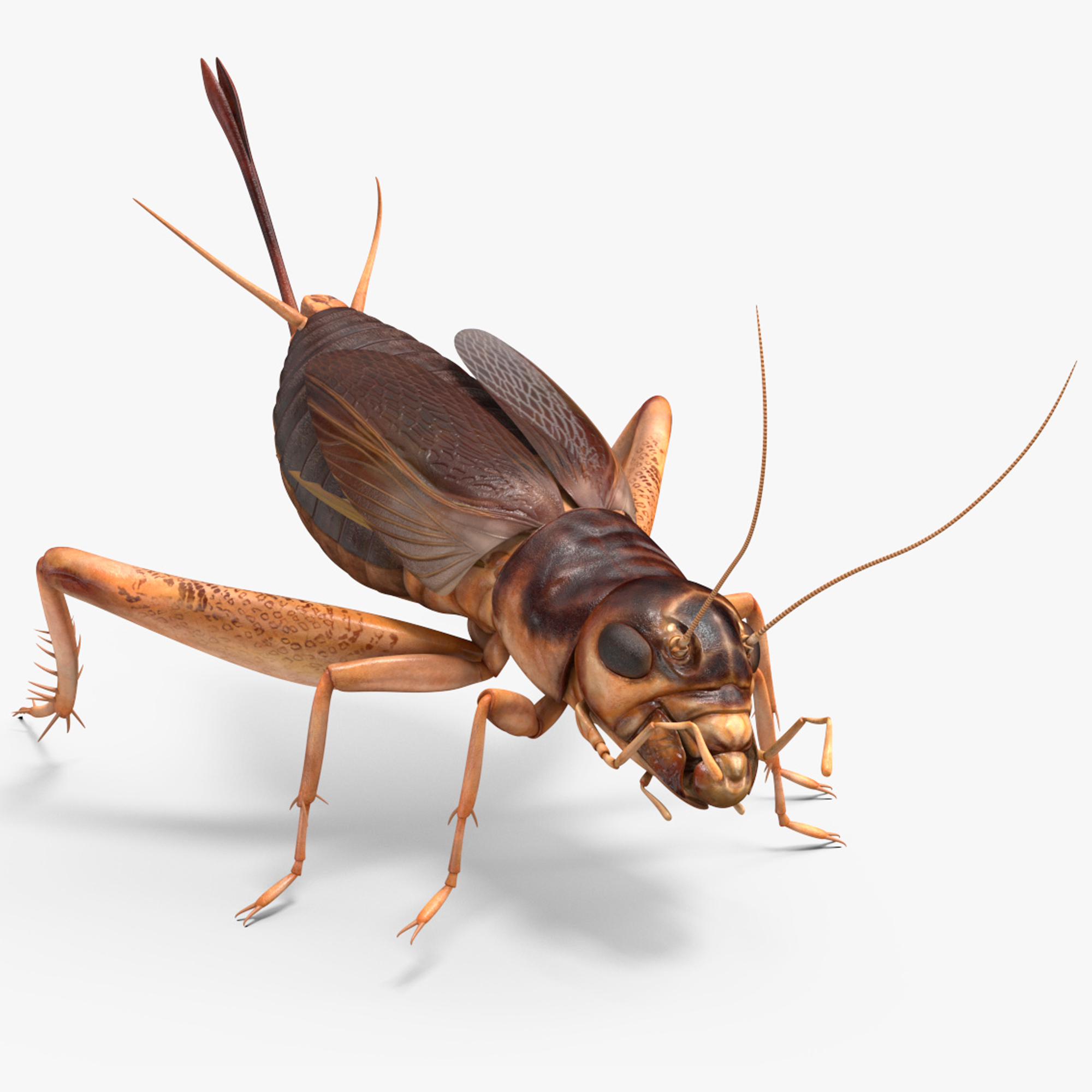 3D model Gryllinae Rigged for Maya