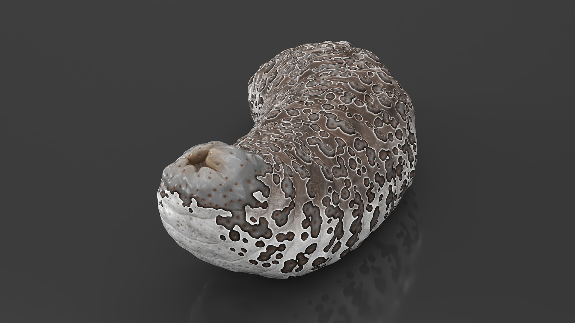3D model Trepang Curved Pose Brown