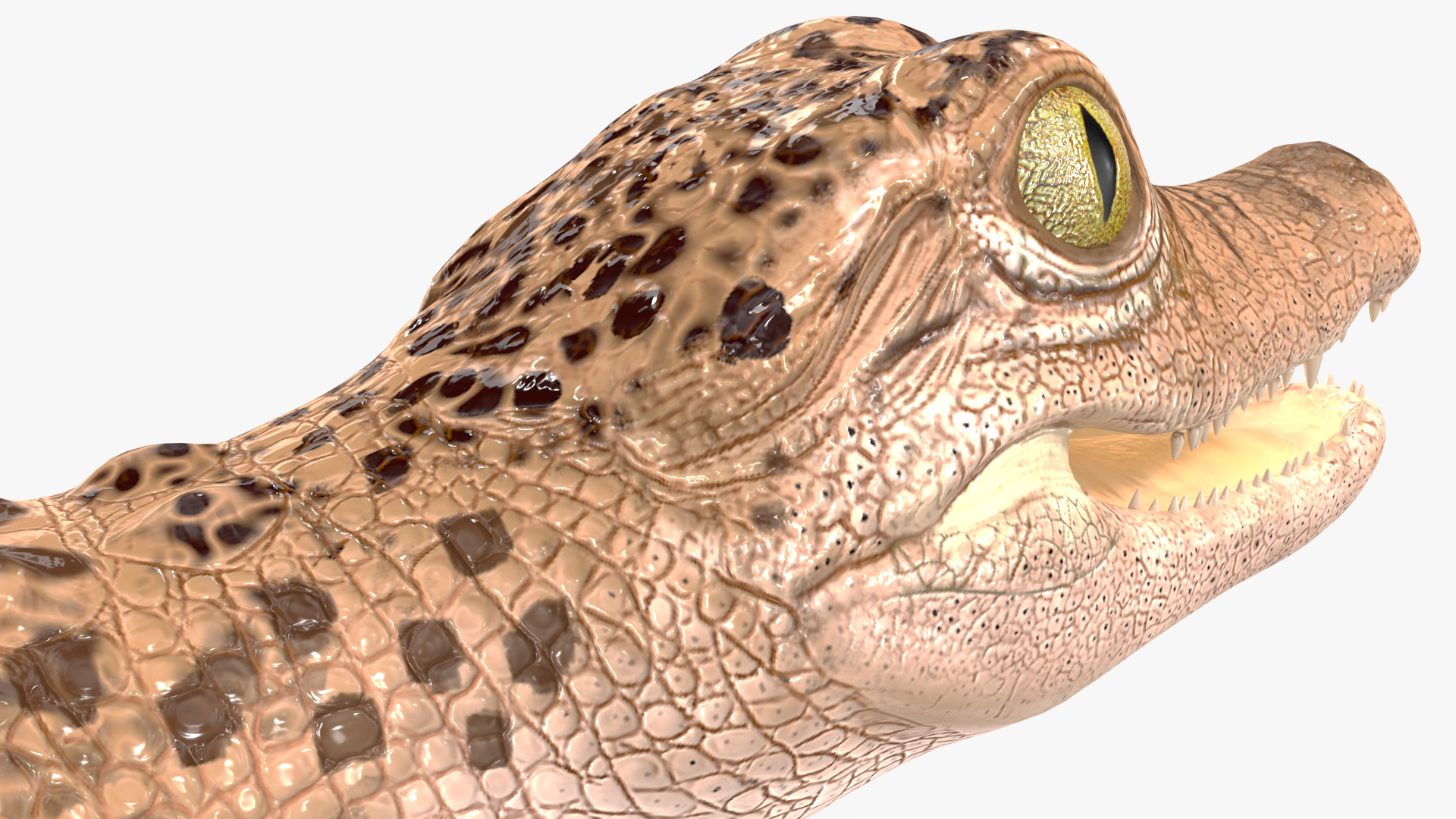 3D Baby Crocodile Light Color