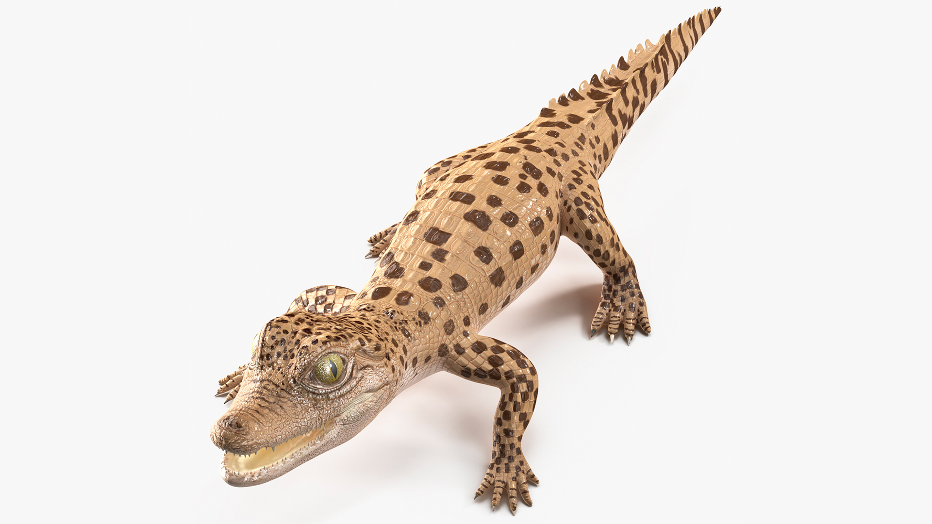 3D Baby Crocodile Light Color
