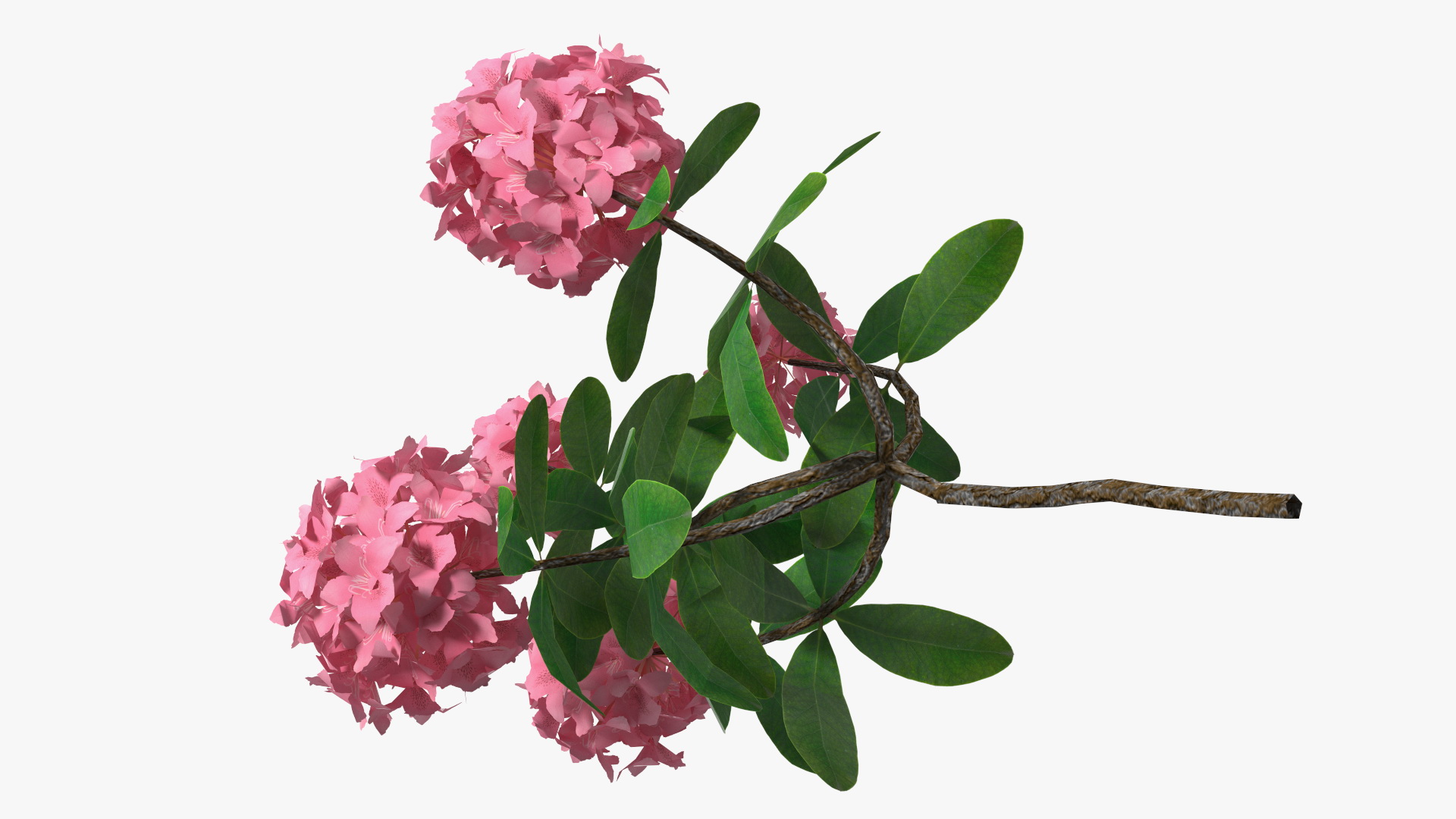 3D model Pink Rhododendron Flowers