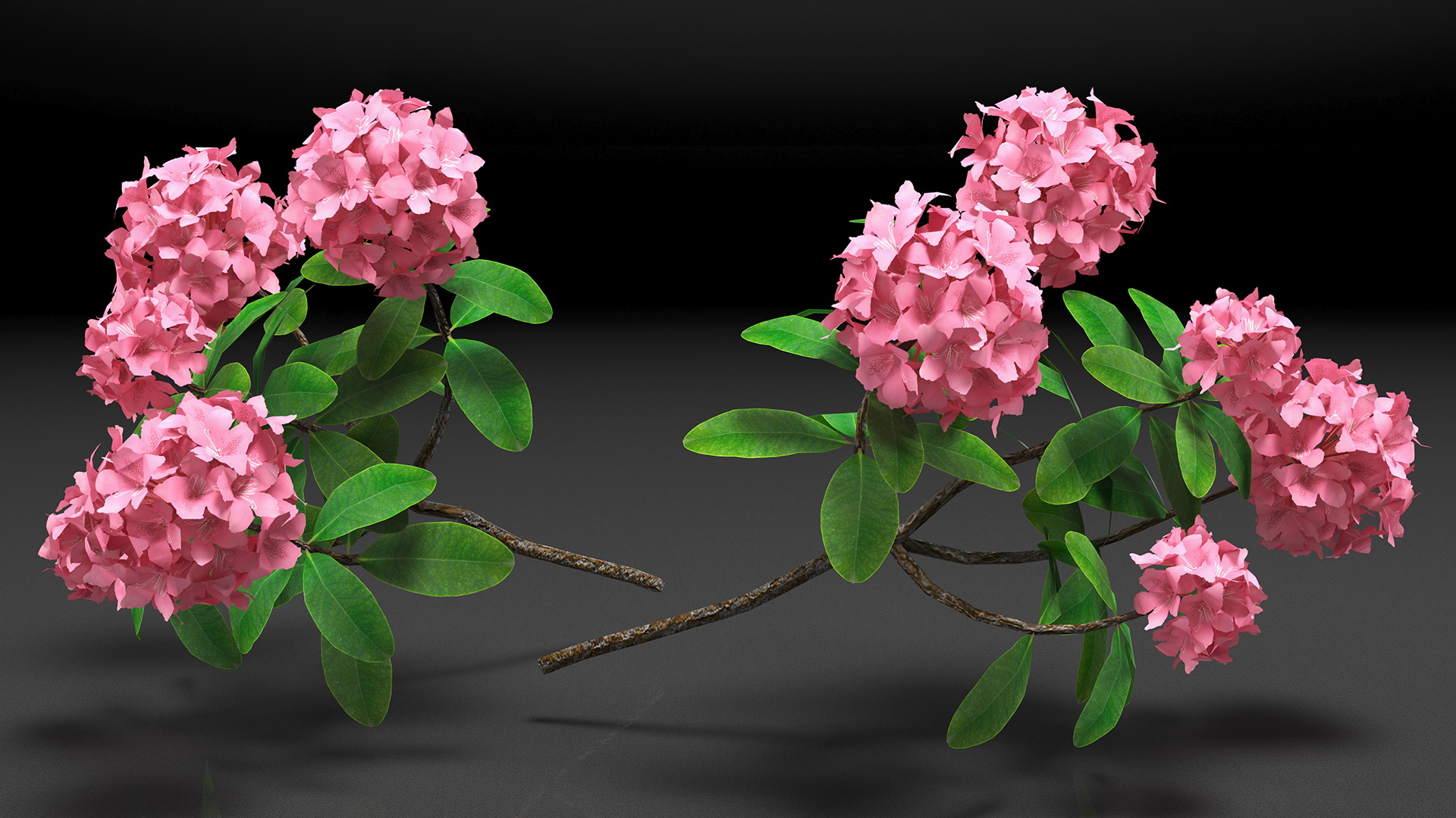 3D model Pink Rhododendron Flowers