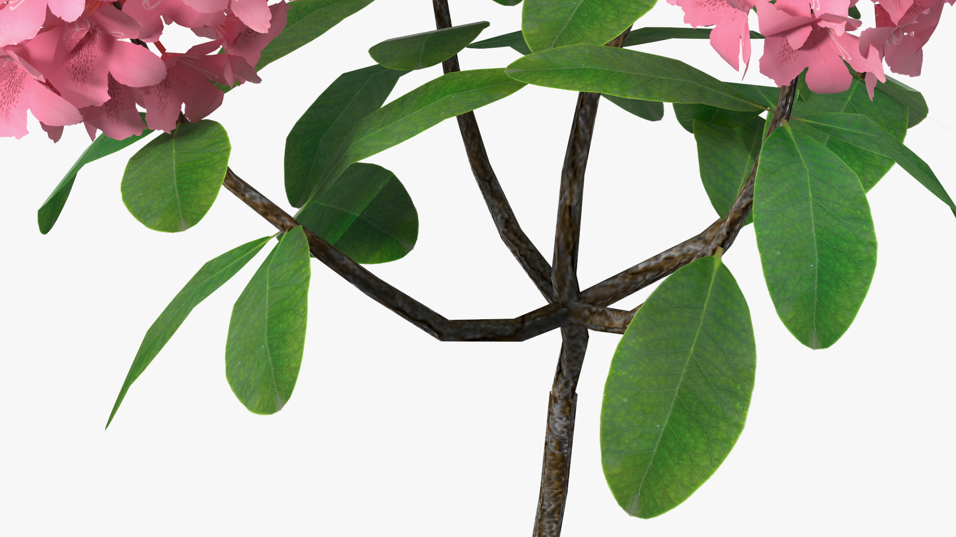 3D model Pink Rhododendron Flowers