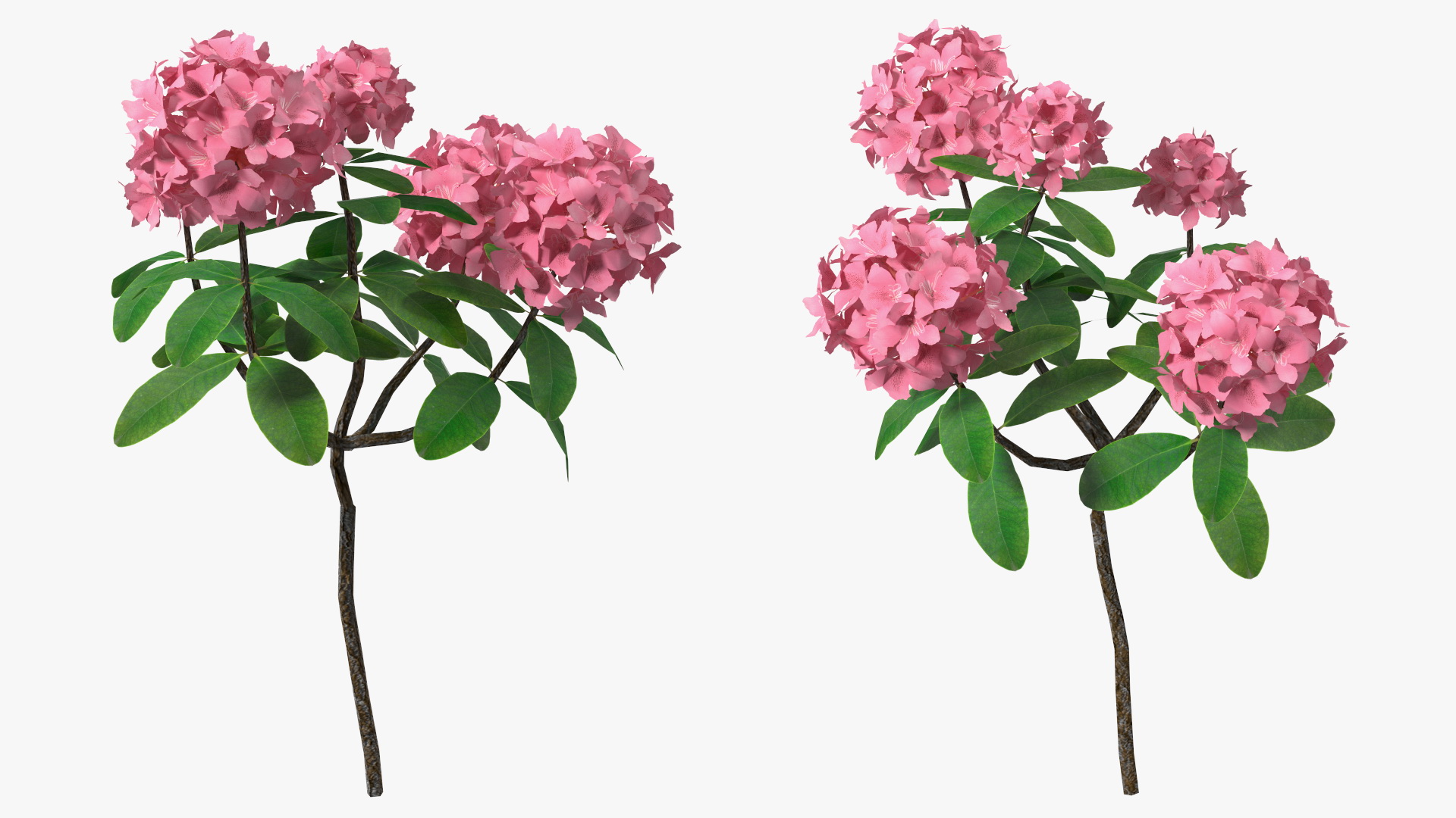 3D model Pink Rhododendron Flowers