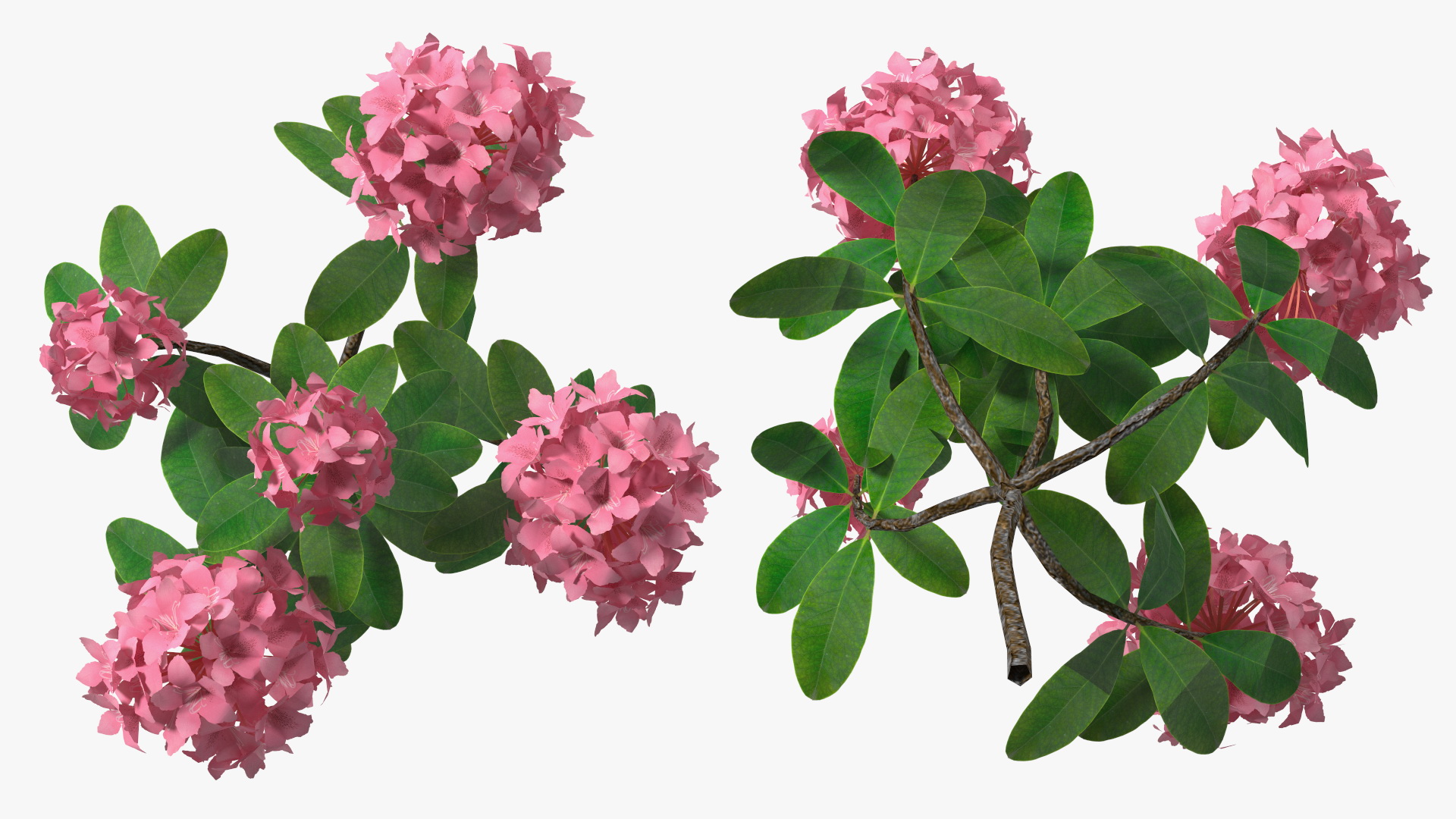 3D model Pink Rhododendron Flowers