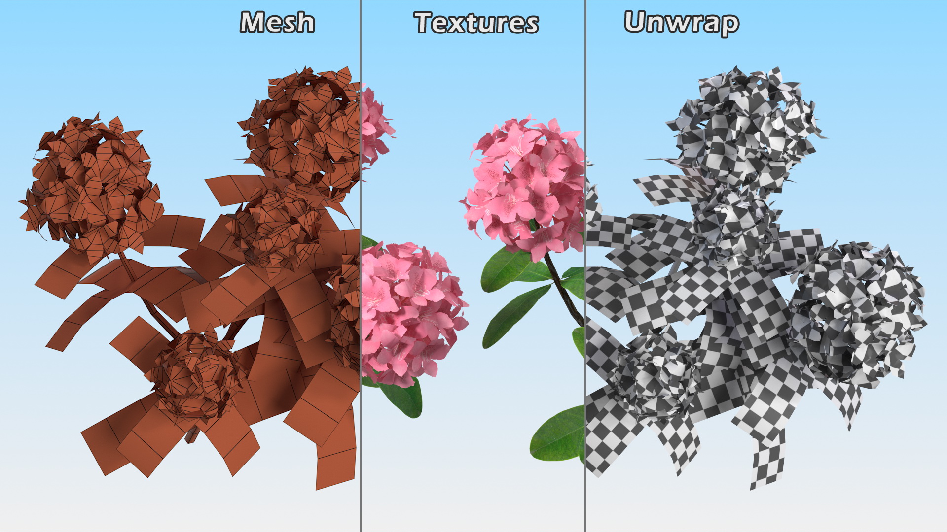 3D model Pink Rhododendron Flowers
