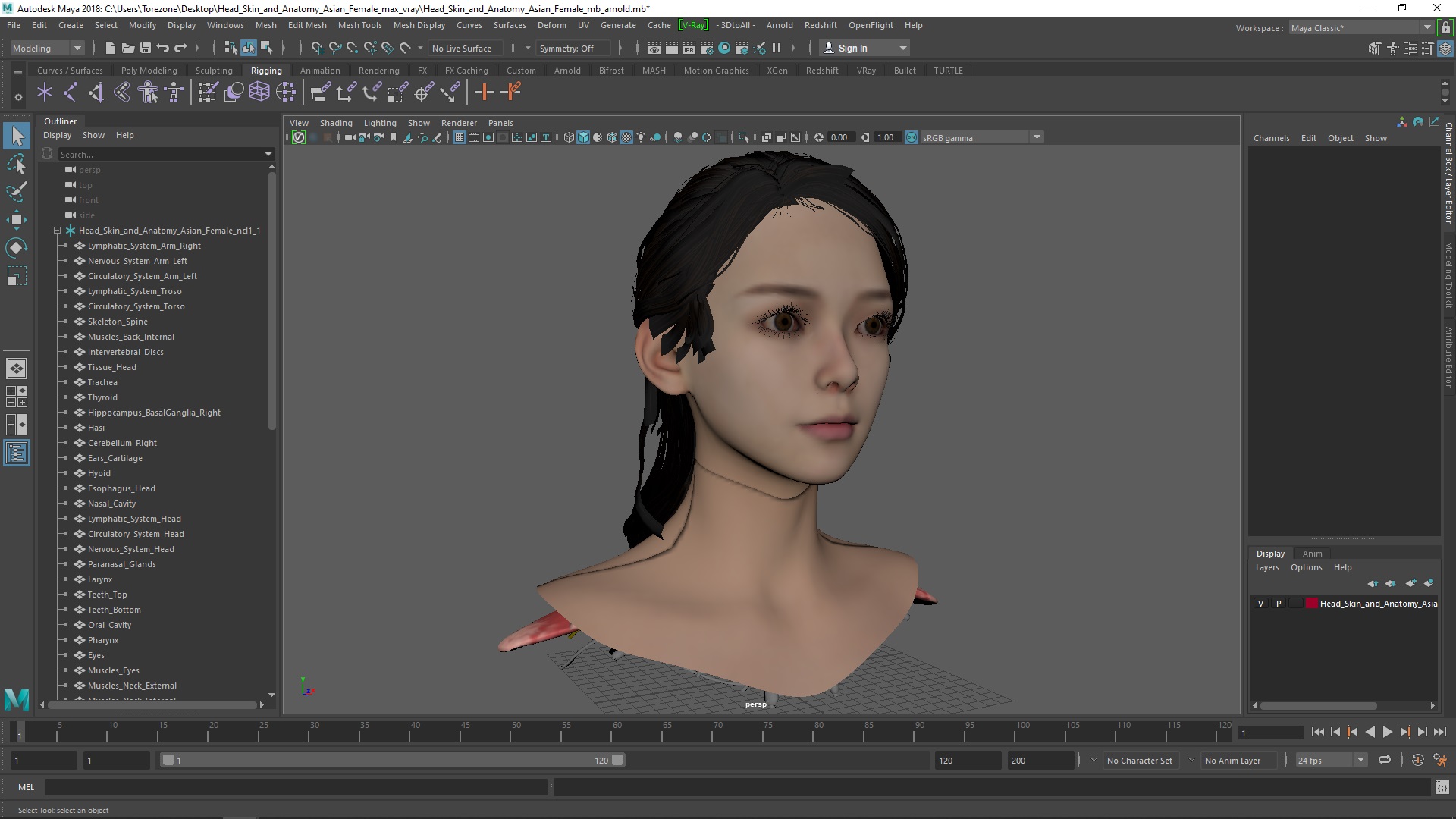 Head skin and Anatomy Asian Female 3D model