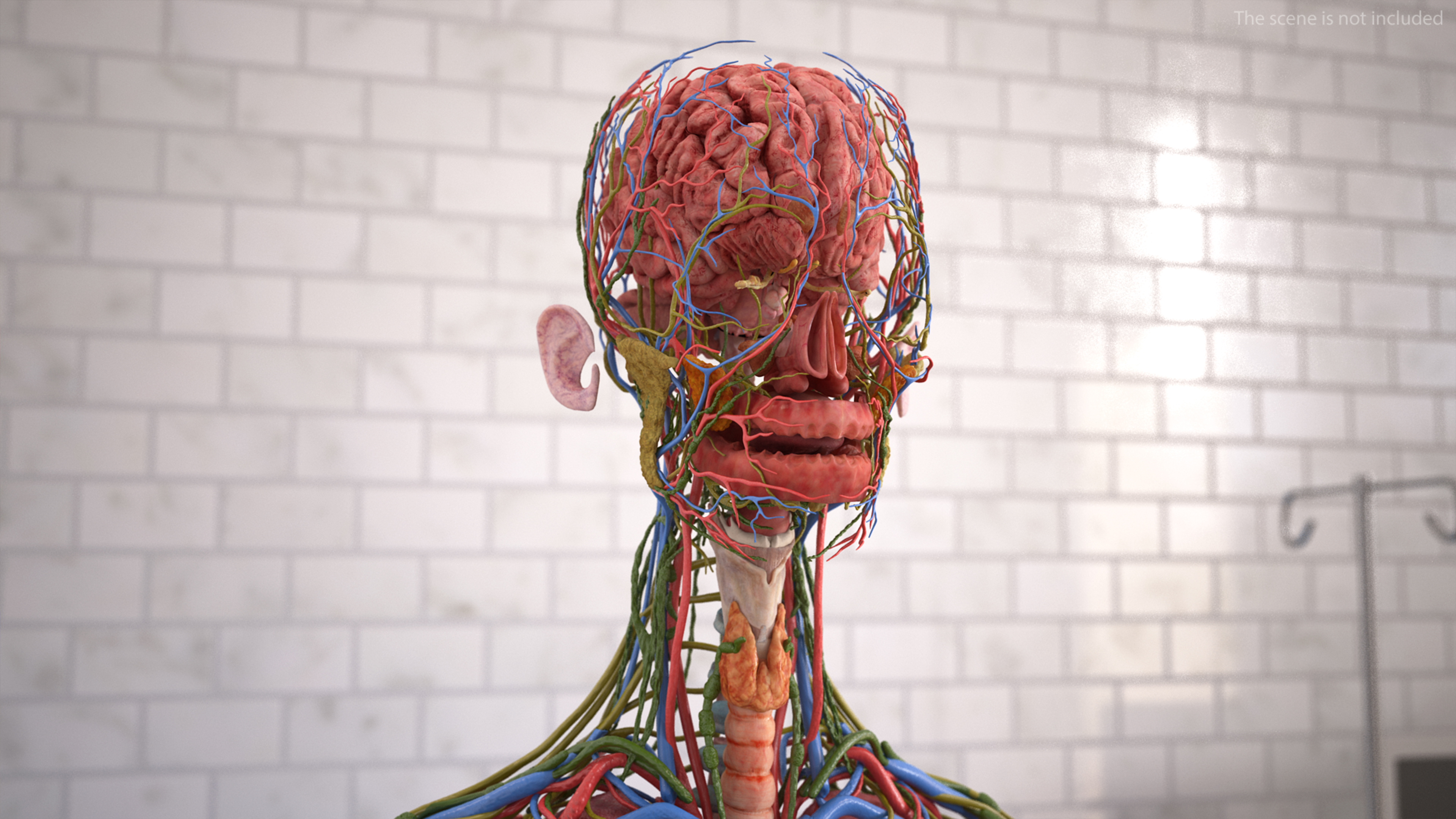 Head skin and Anatomy Asian Female 3D model