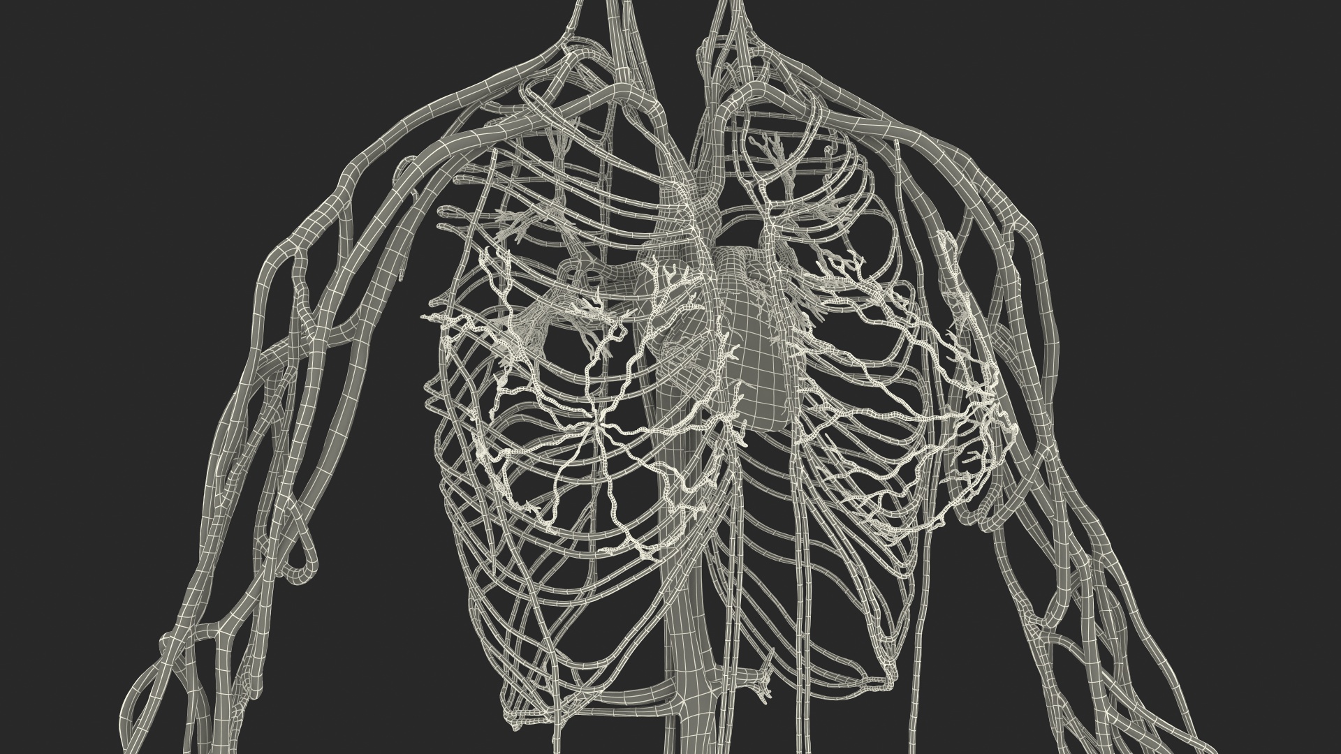 3D Female Cardiovascular System Anatomy