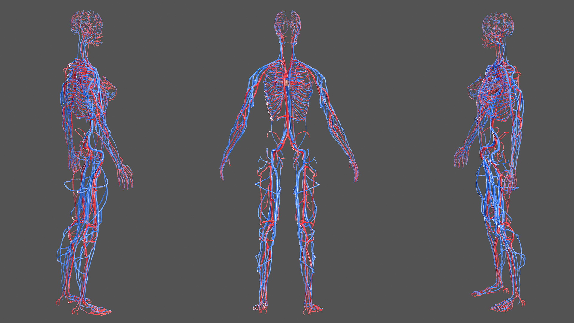 3D Female Cardiovascular System Anatomy