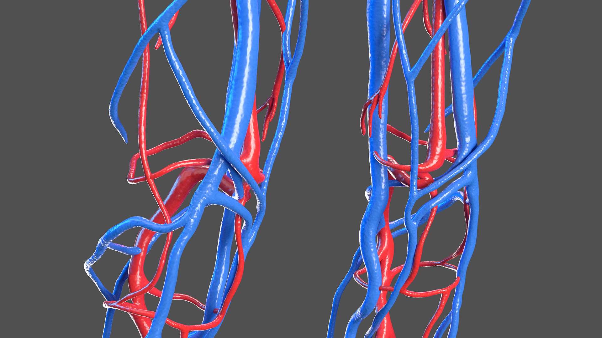 3D Female Cardiovascular System Anatomy