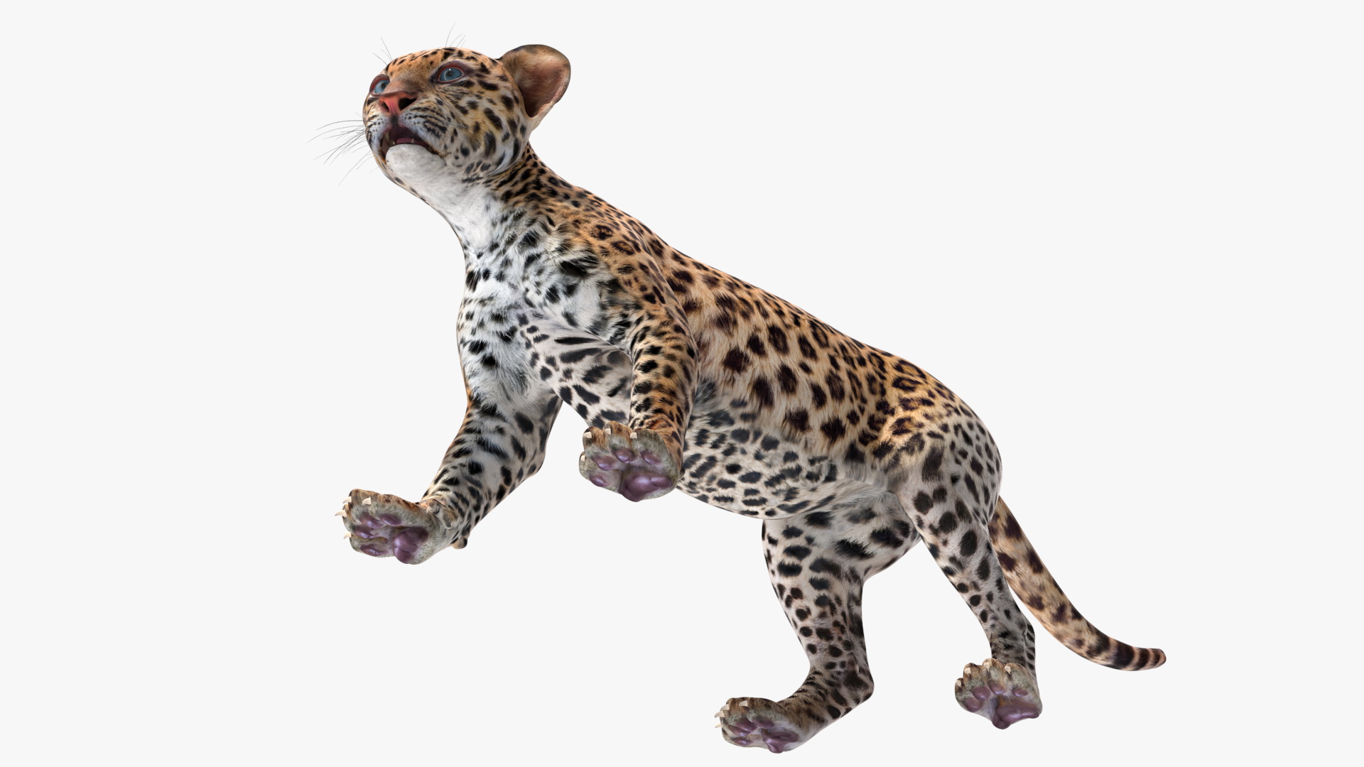 3D Baby Leopard Cub