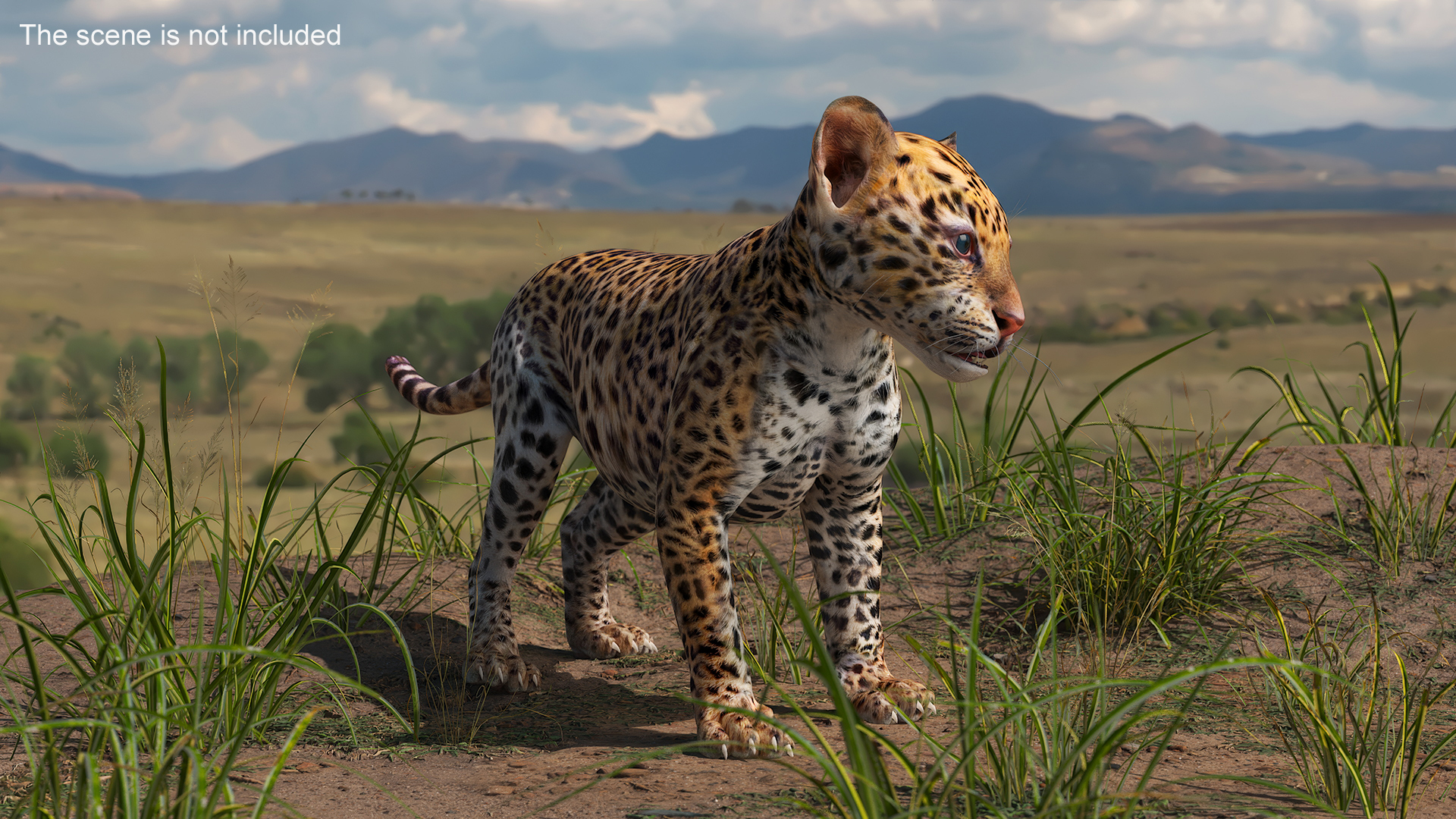 3D Baby Leopard Cub