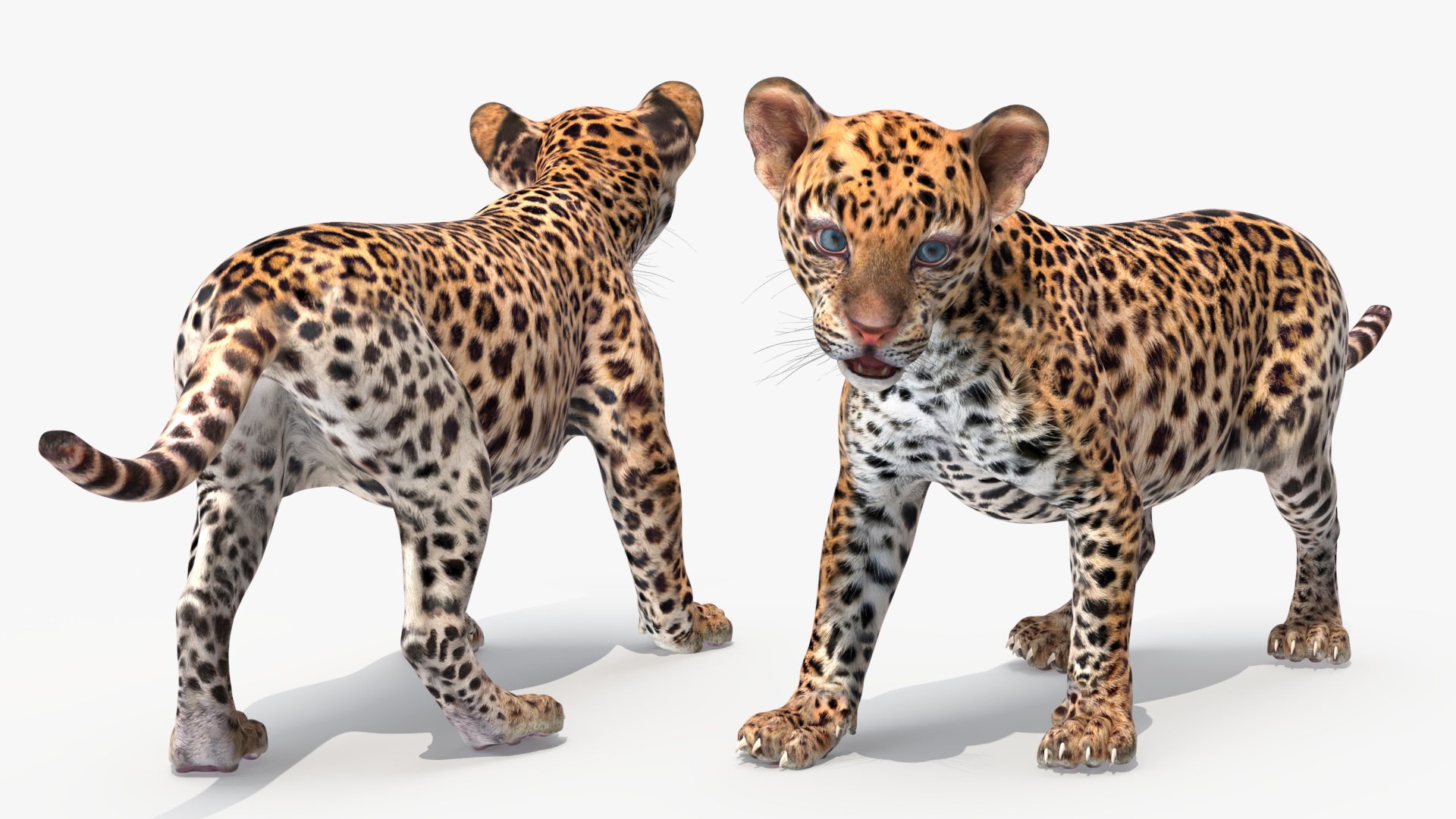 3D Baby Leopard Cub
