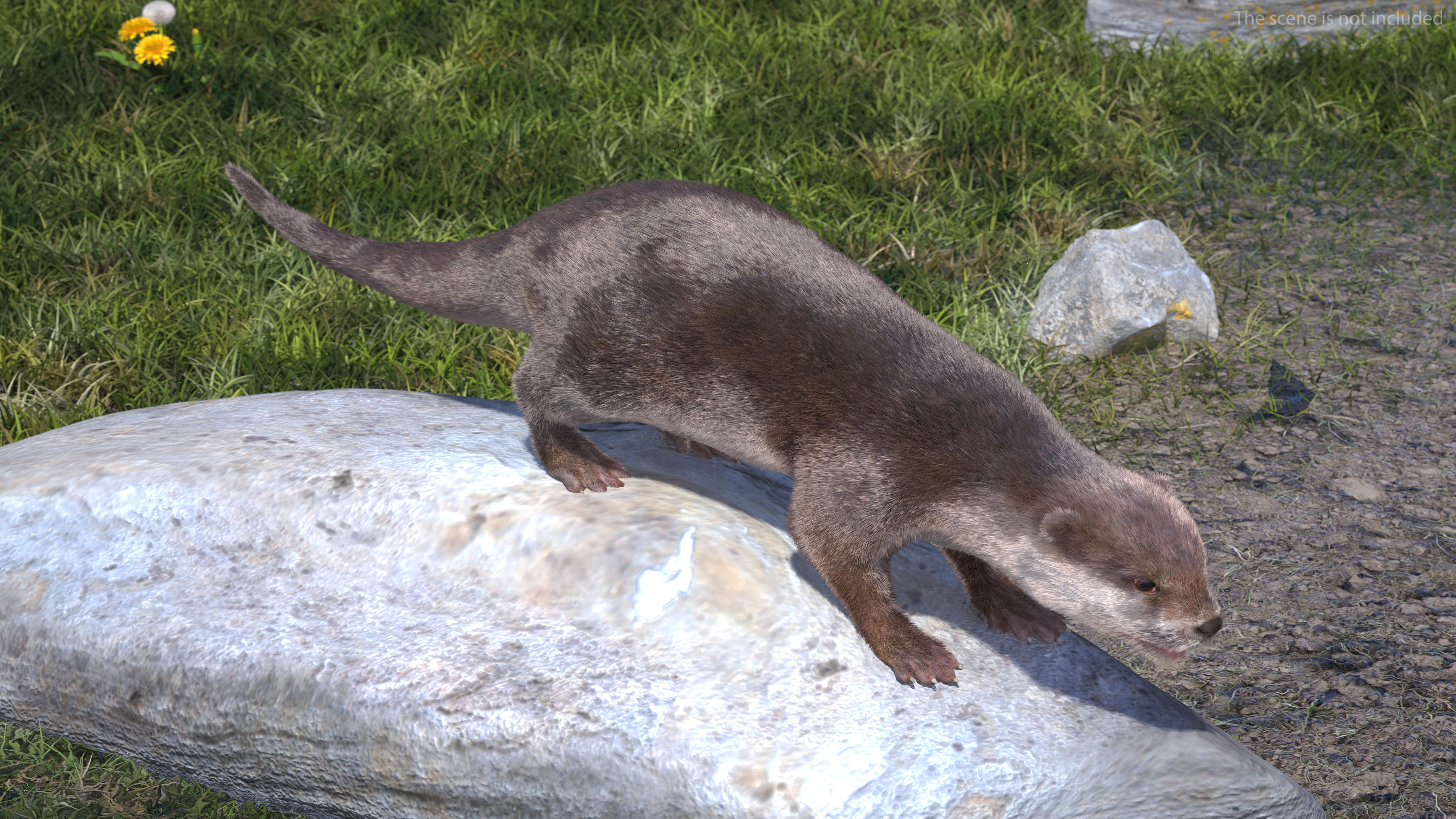 3D model Otter Basic Pose Fur