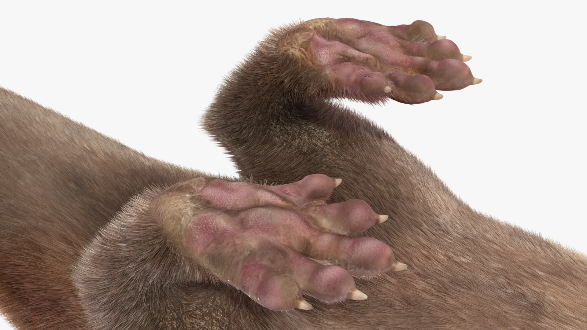 3D model Otter Basic Pose Fur