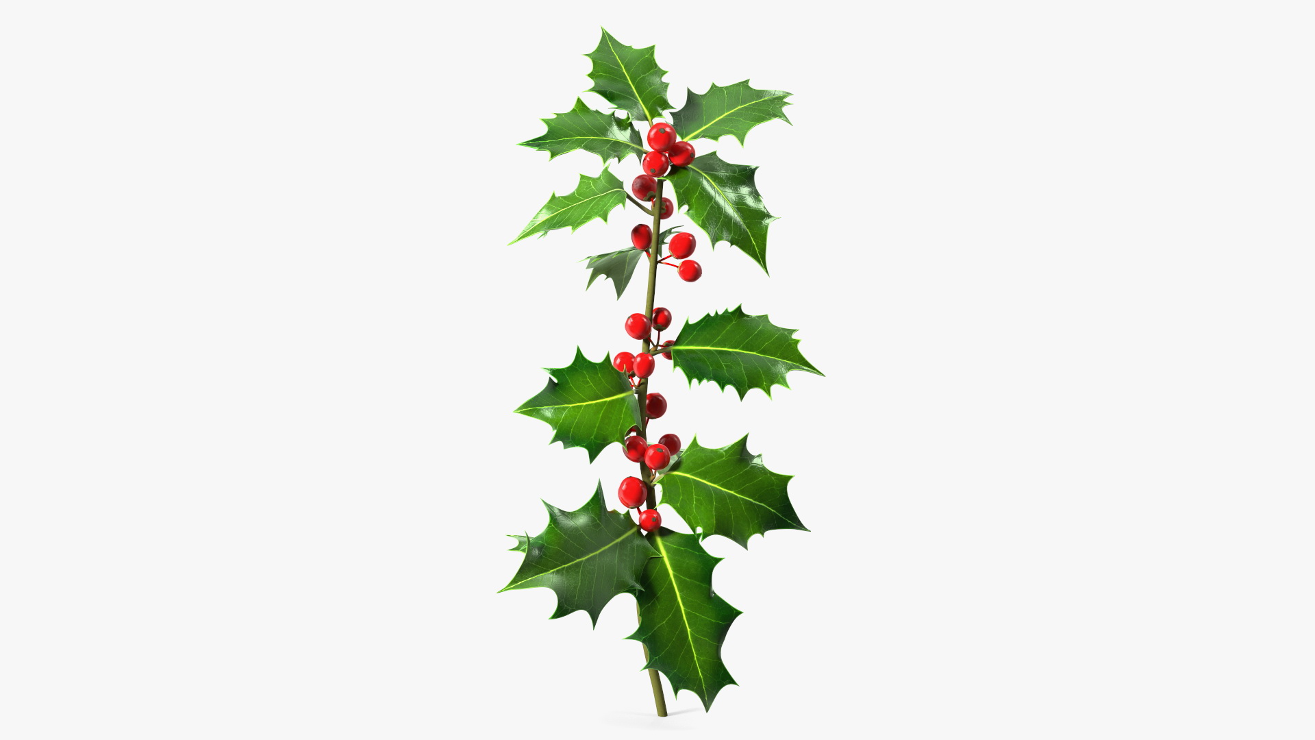 3D Mistletoe Sprig Holly