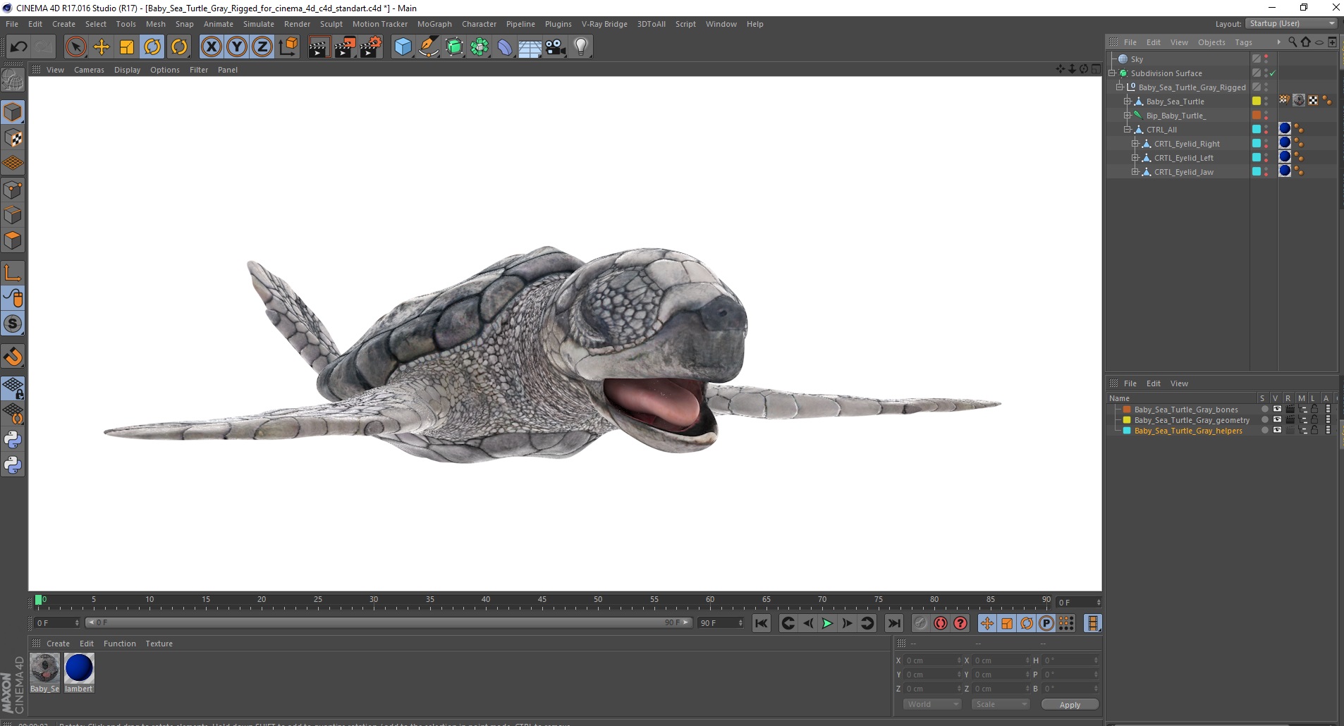 3D Baby Sea Turtle Gray Rigged for Cinema 4D