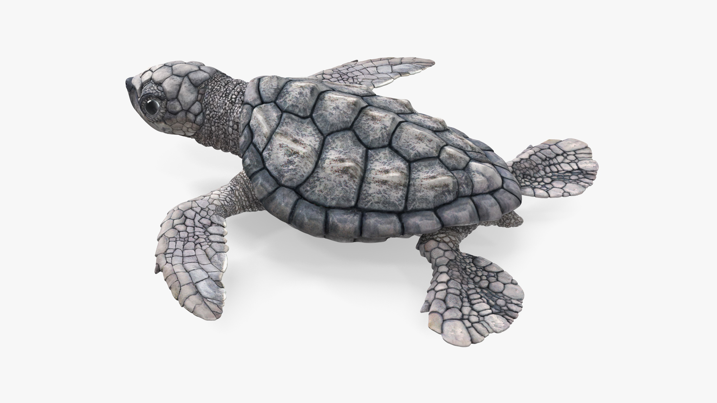 3D Baby Sea Turtle Gray Rigged for Cinema 4D