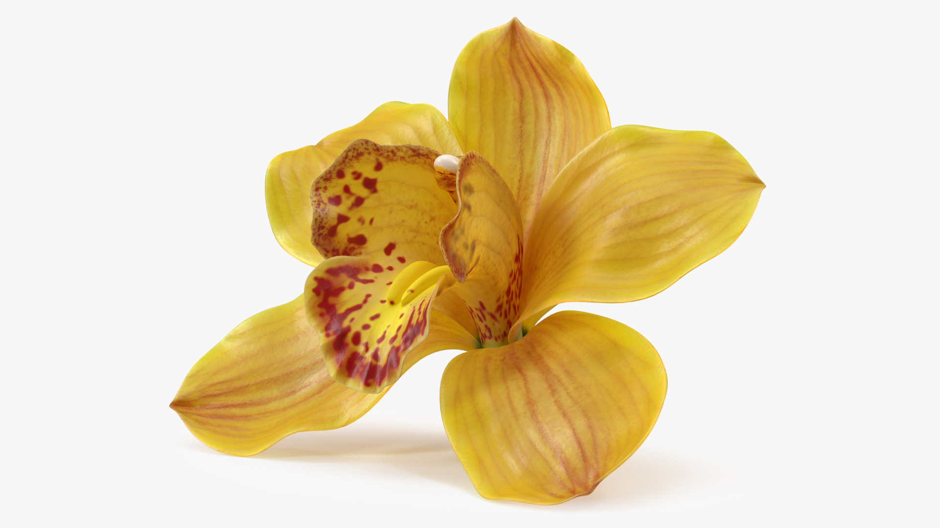 3D model Hybrid Orchid Yellow