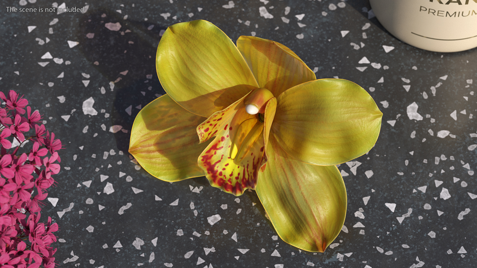 3D model Hybrid Orchid Yellow