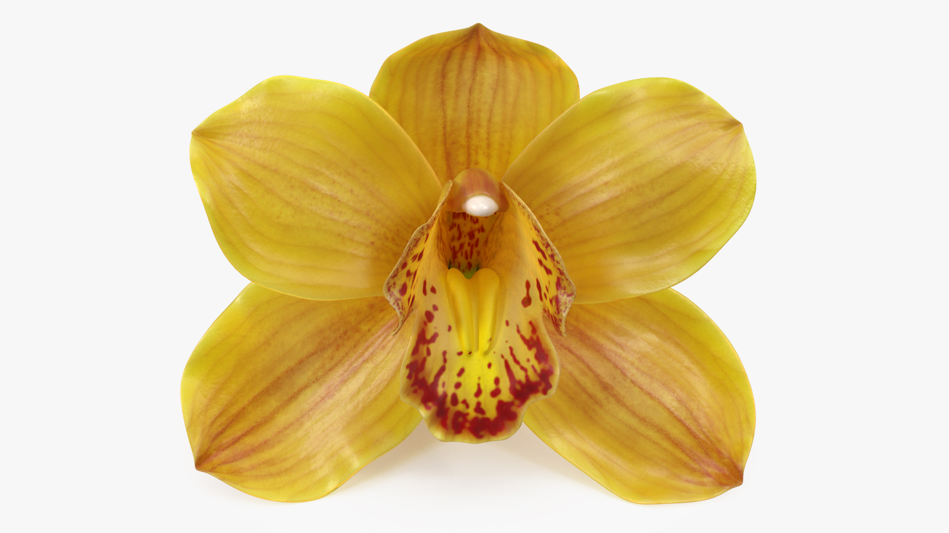 3D model Hybrid Orchid Yellow