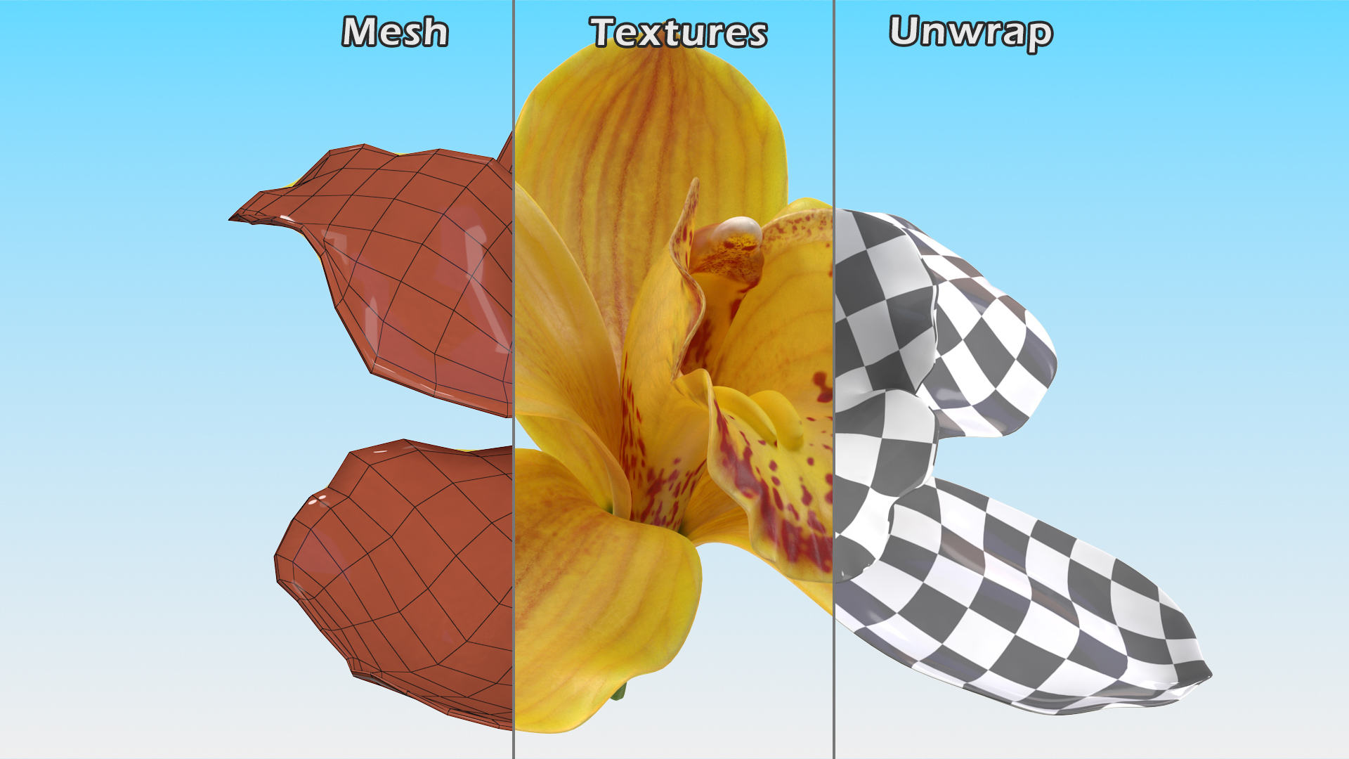 3D model Hybrid Orchid Yellow