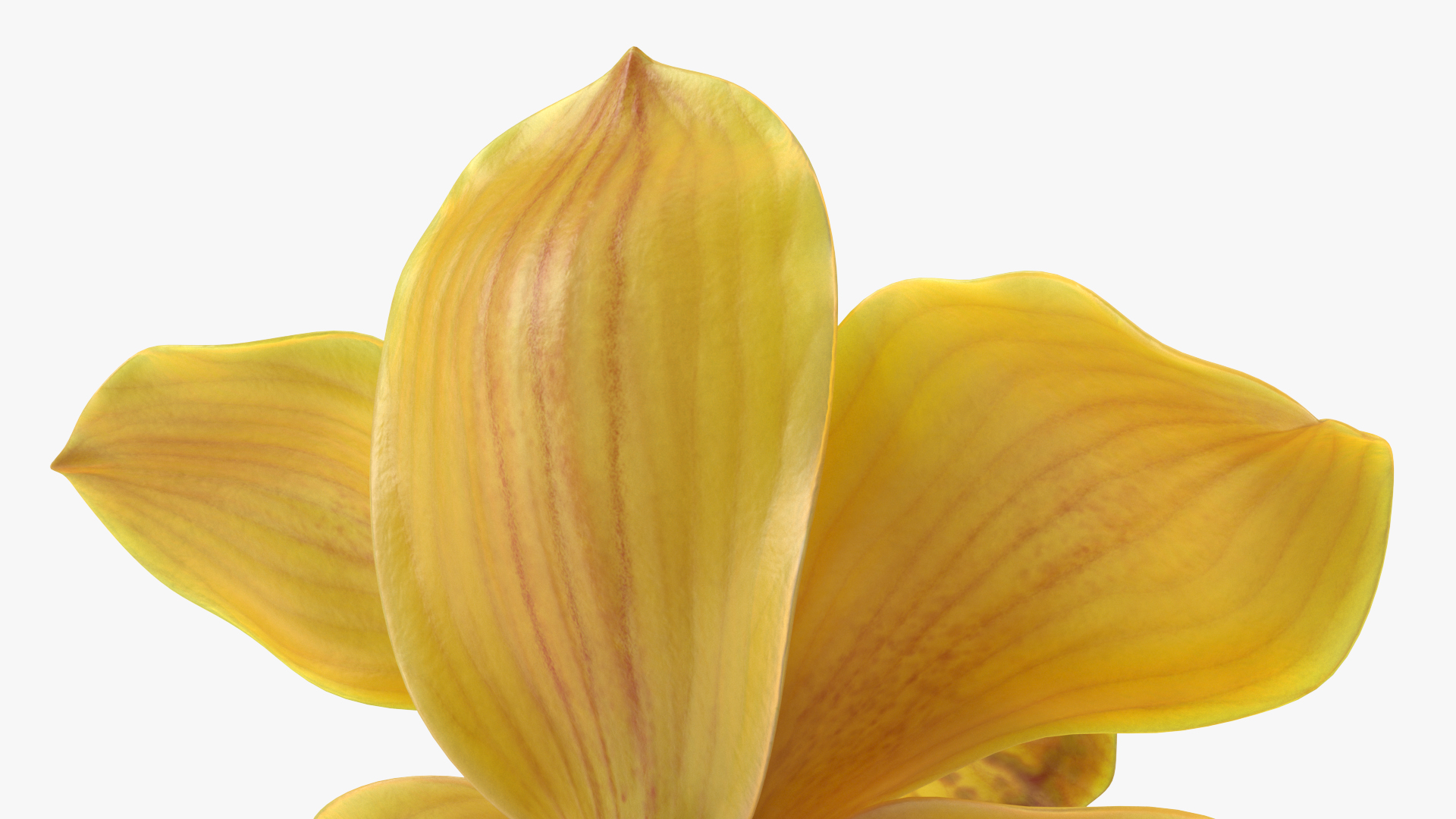 3D model Hybrid Orchid Yellow