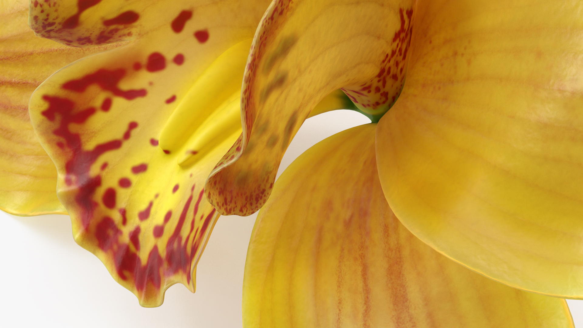 3D model Hybrid Orchid Yellow