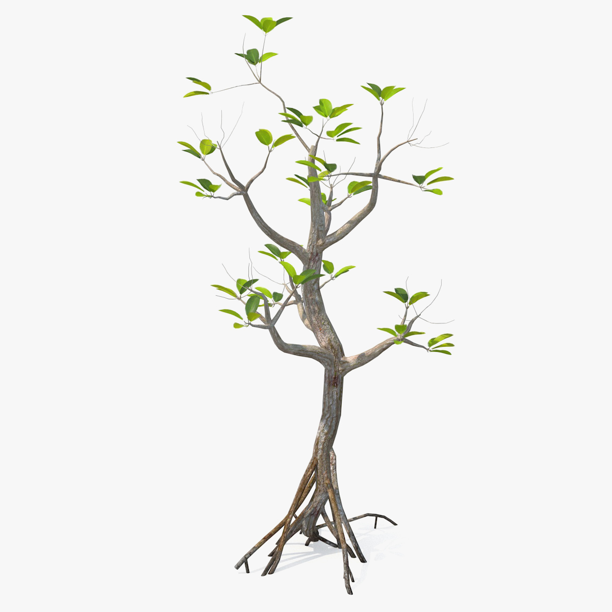 Mangrove Small Tree 3D Model, view 3