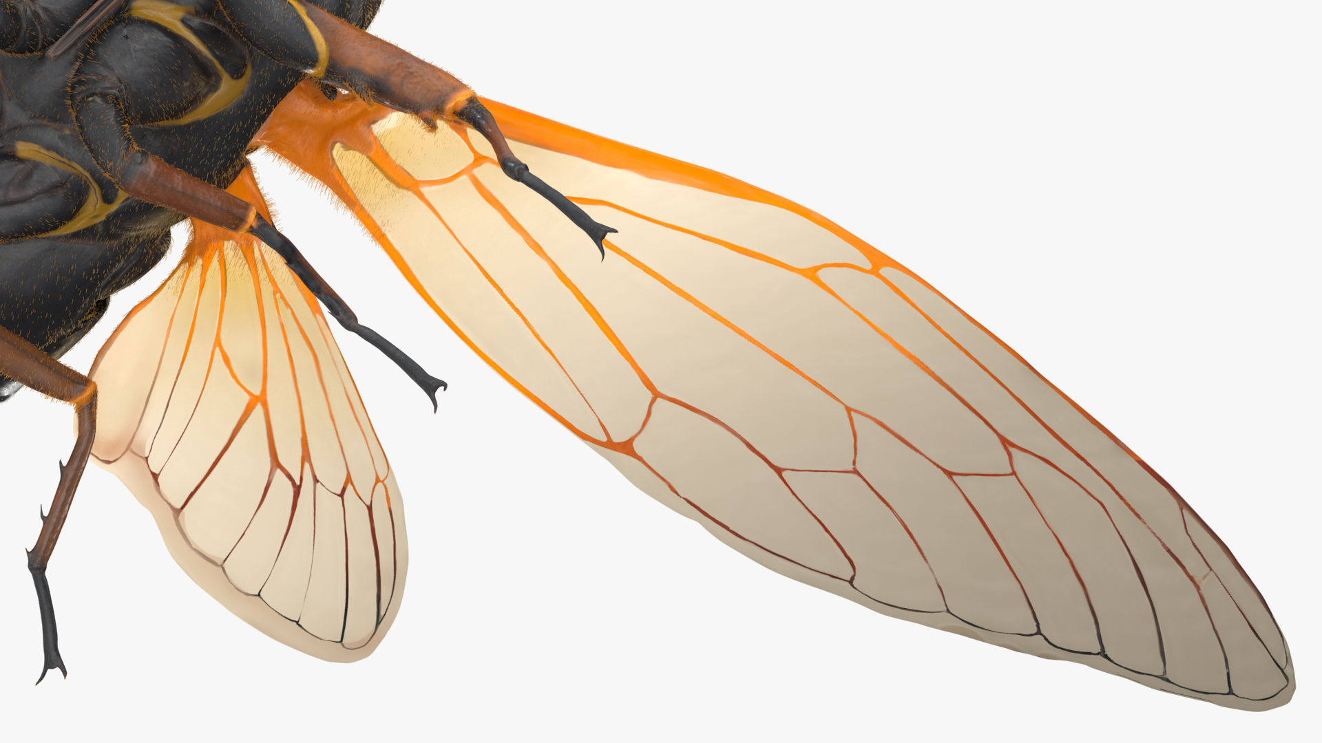 3D model Pharaoh Cicada Fur Rigged