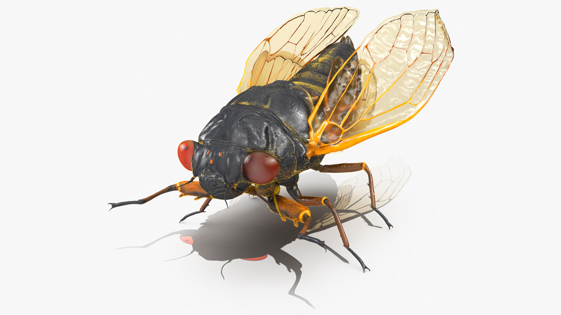 3D model Pharaoh Cicada Fur Rigged