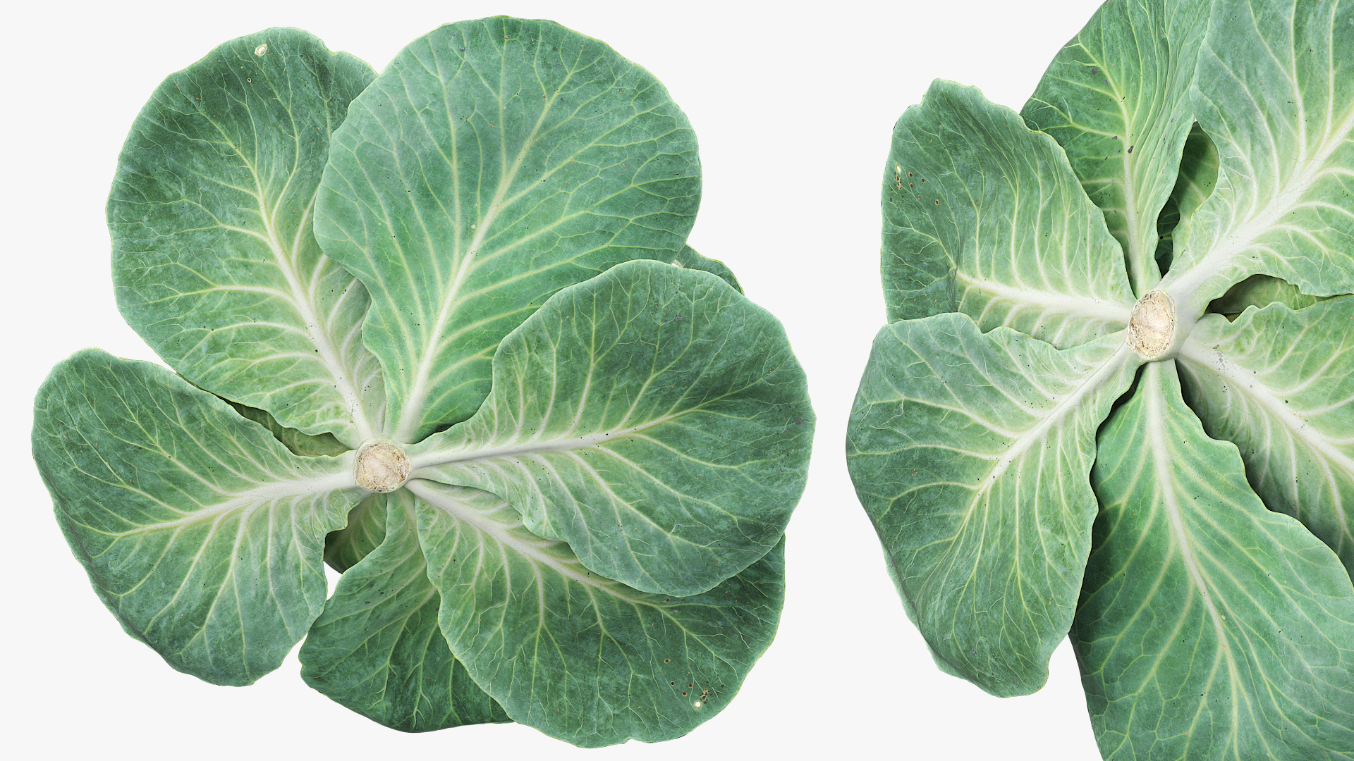 Cabbage Head with Caterpillars Green, view 4