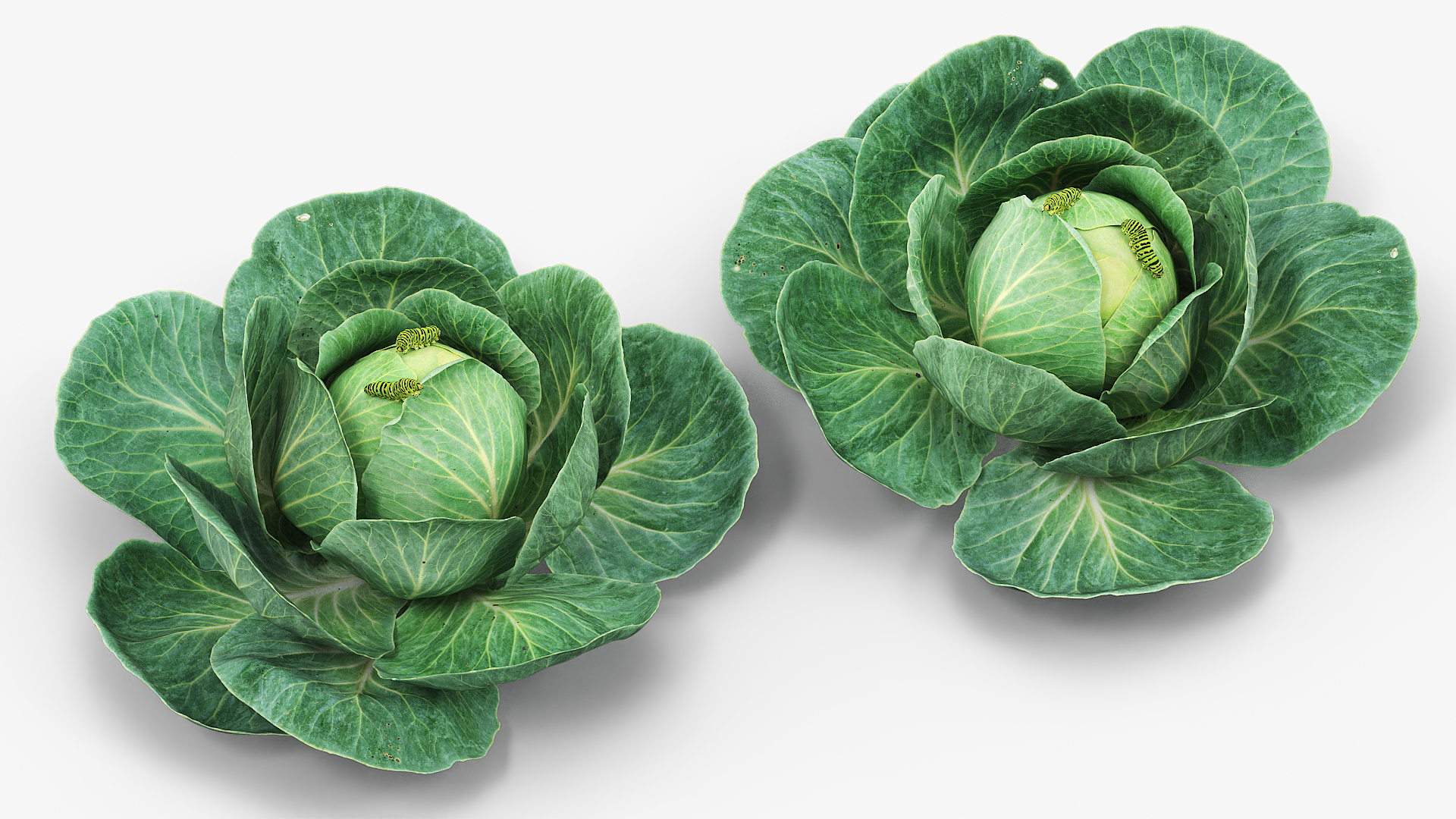 Cabbage Head with Caterpillars Green