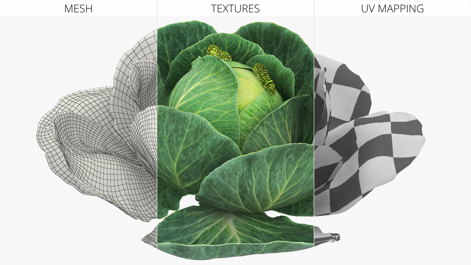Cabbage Head with Caterpillars Green, view 5