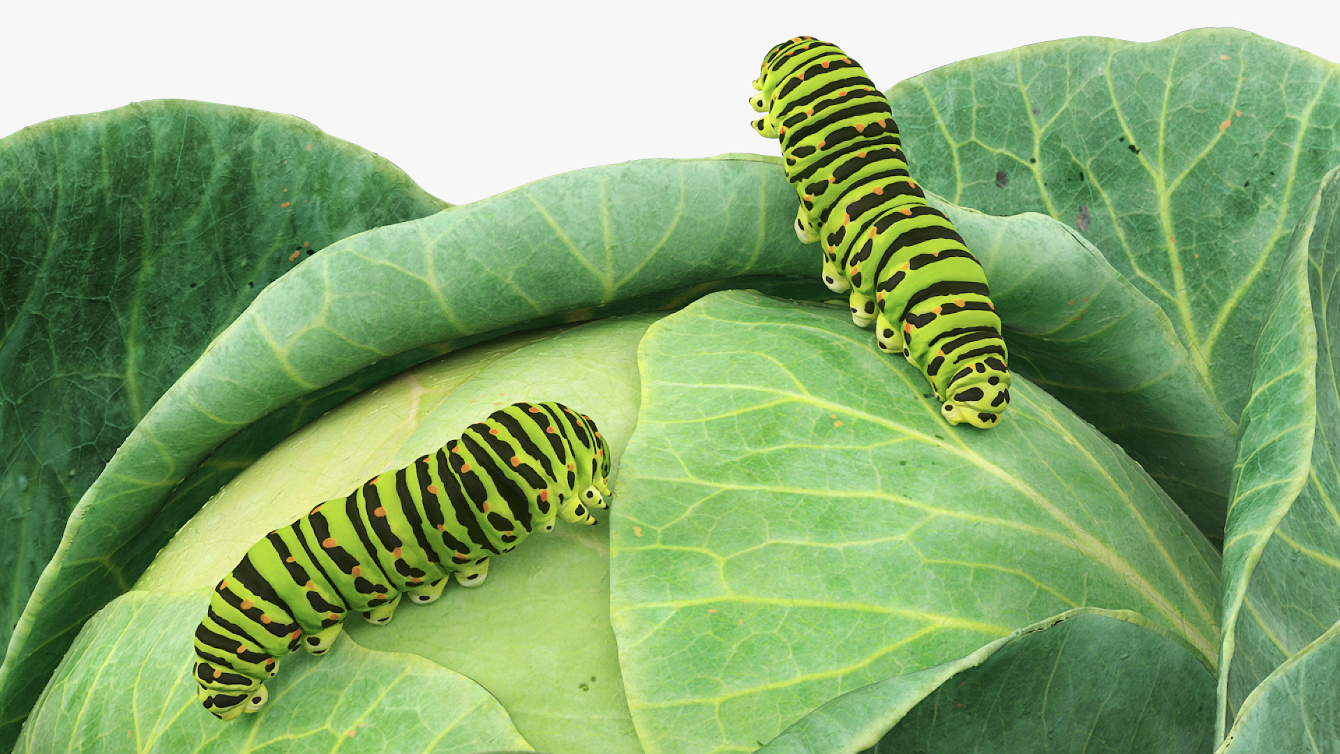 Cabbage Head with Caterpillars Green, view 3