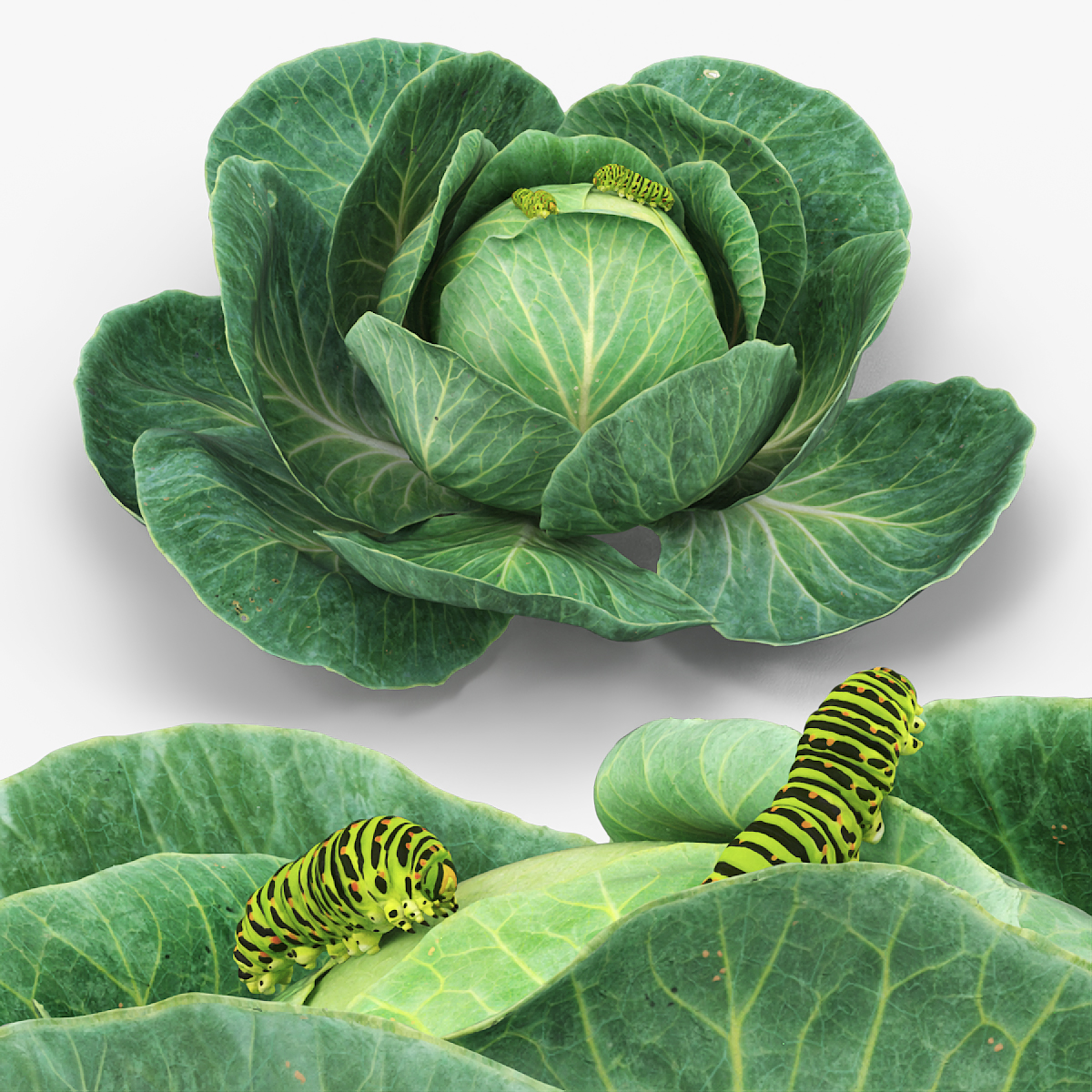 Cabbage Head with Caterpillars Green 3D model preview