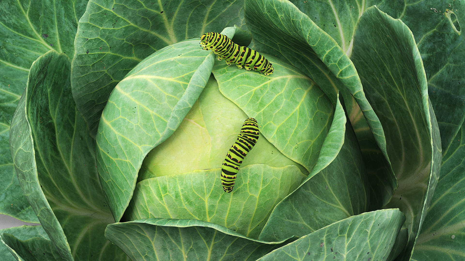 Cabbage Head with Caterpillars Green, view 2