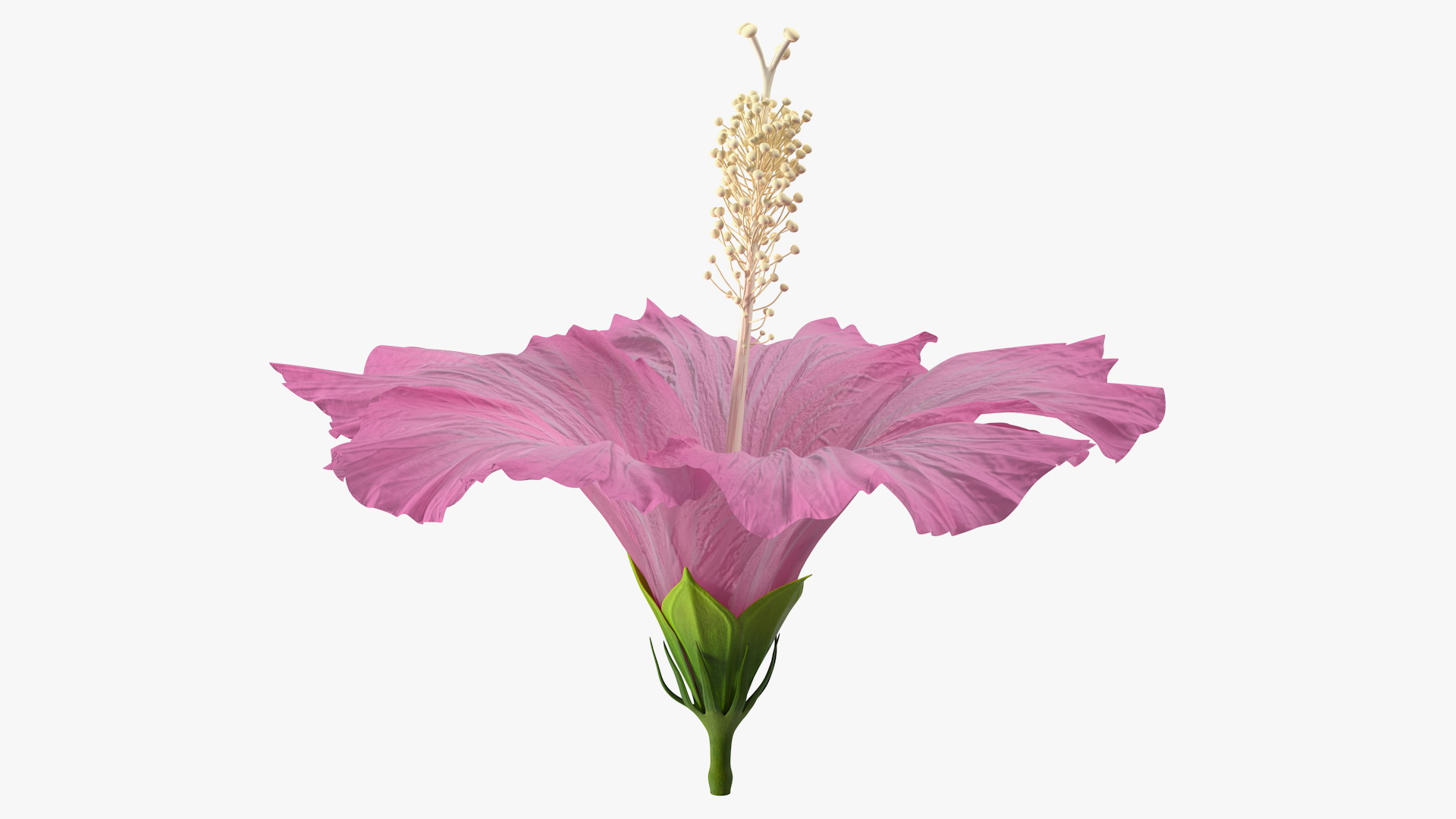 3D model Hibiscus Flower Pink