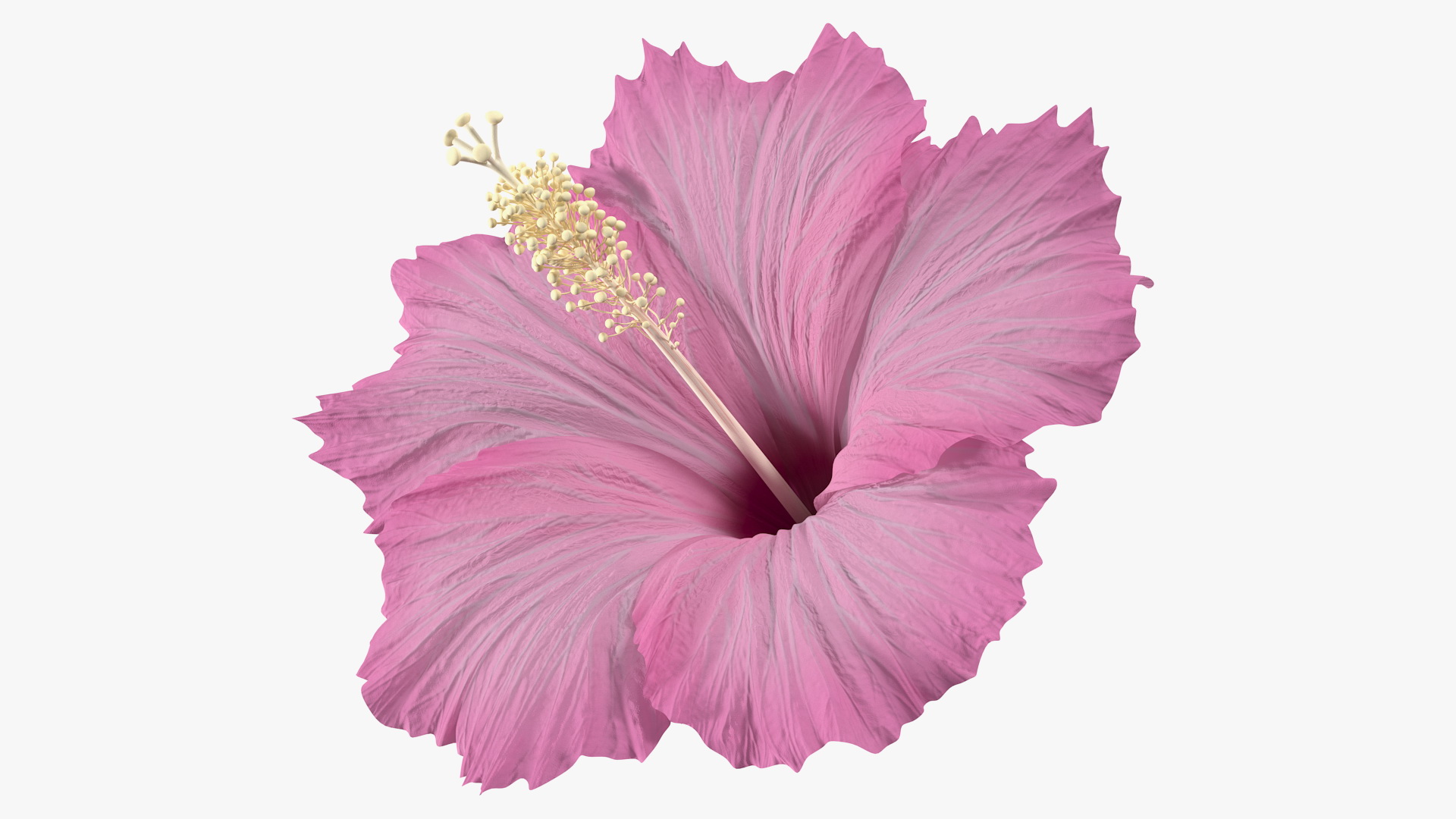 3D model Hibiscus Flower Pink