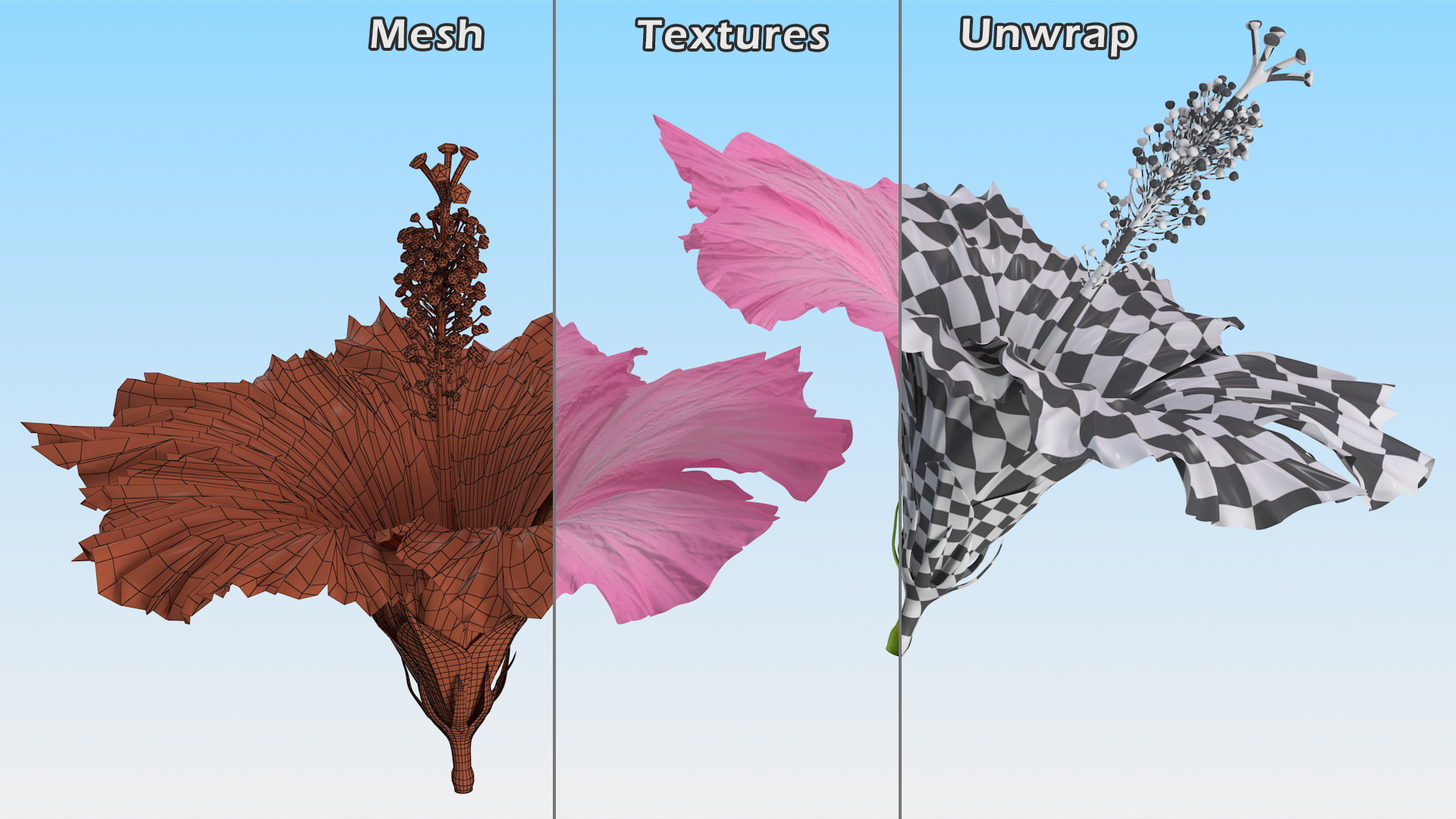 3D model Hibiscus Flower Pink