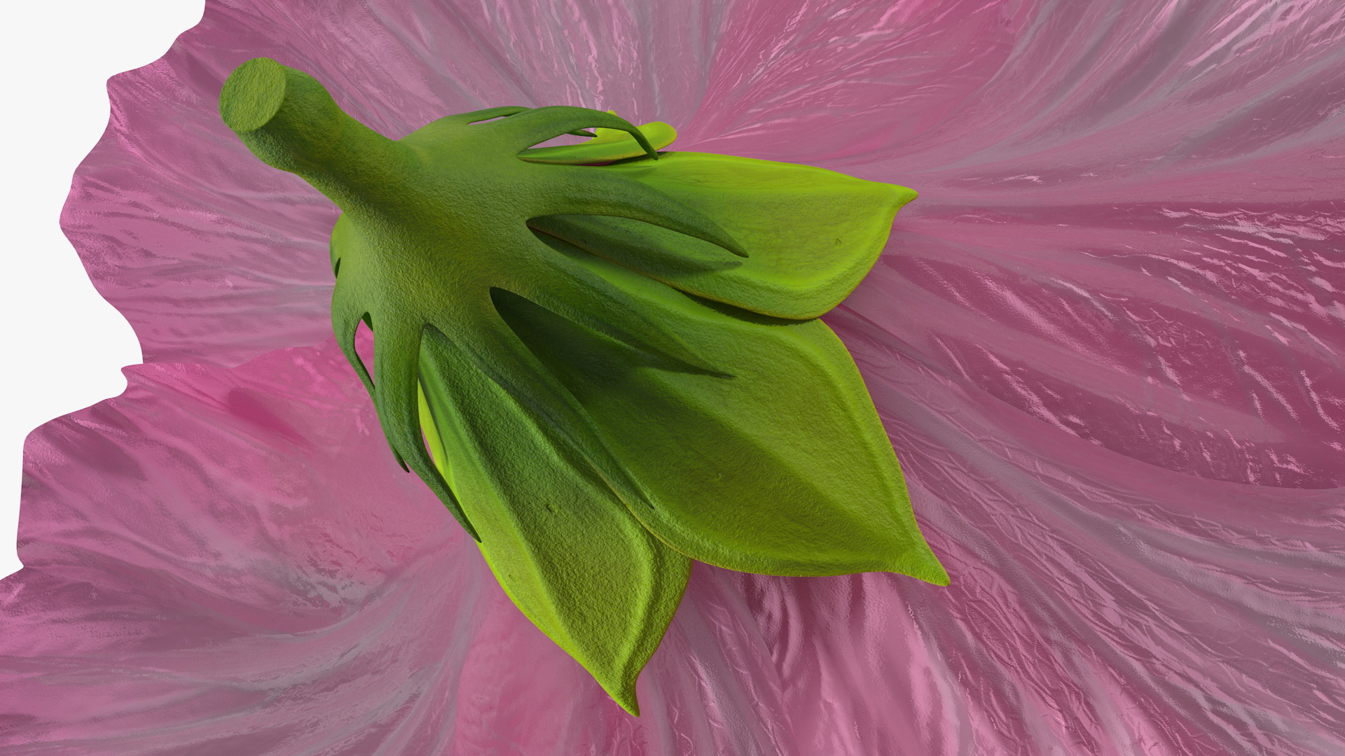 3D model Hibiscus Flower Pink